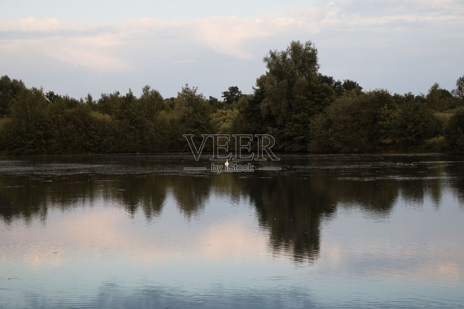 宁静的湖泊被郁郁葱葱的树木包围照片摄影图片