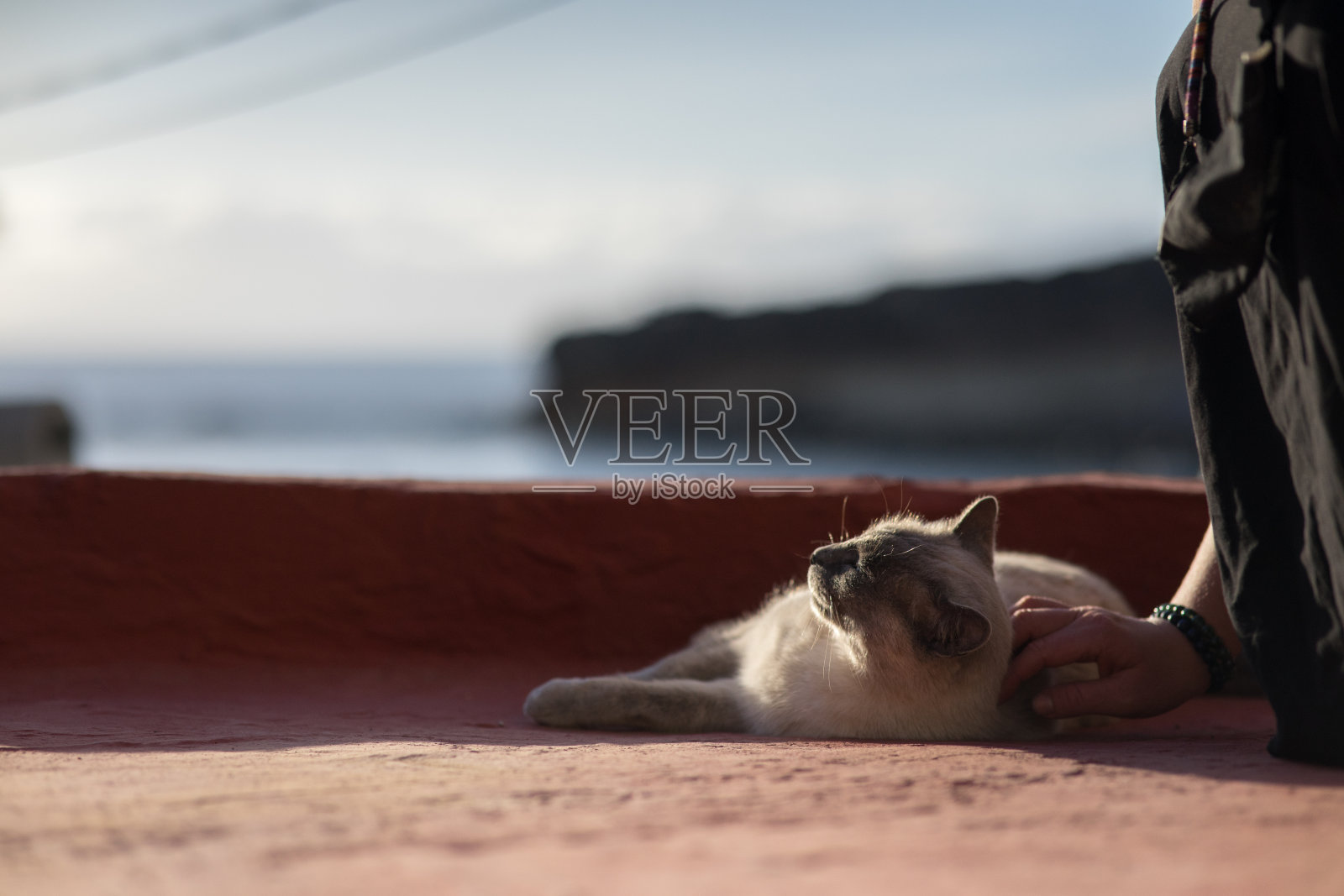 暹罗猫躺在屋顶上照片摄影图片