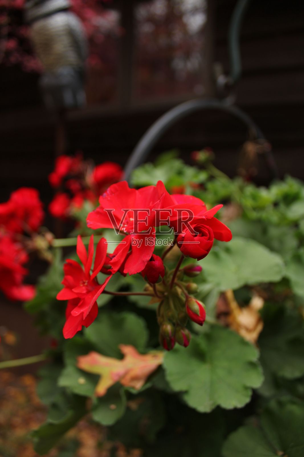 现在是真正的红玫瑰照片摄影图片