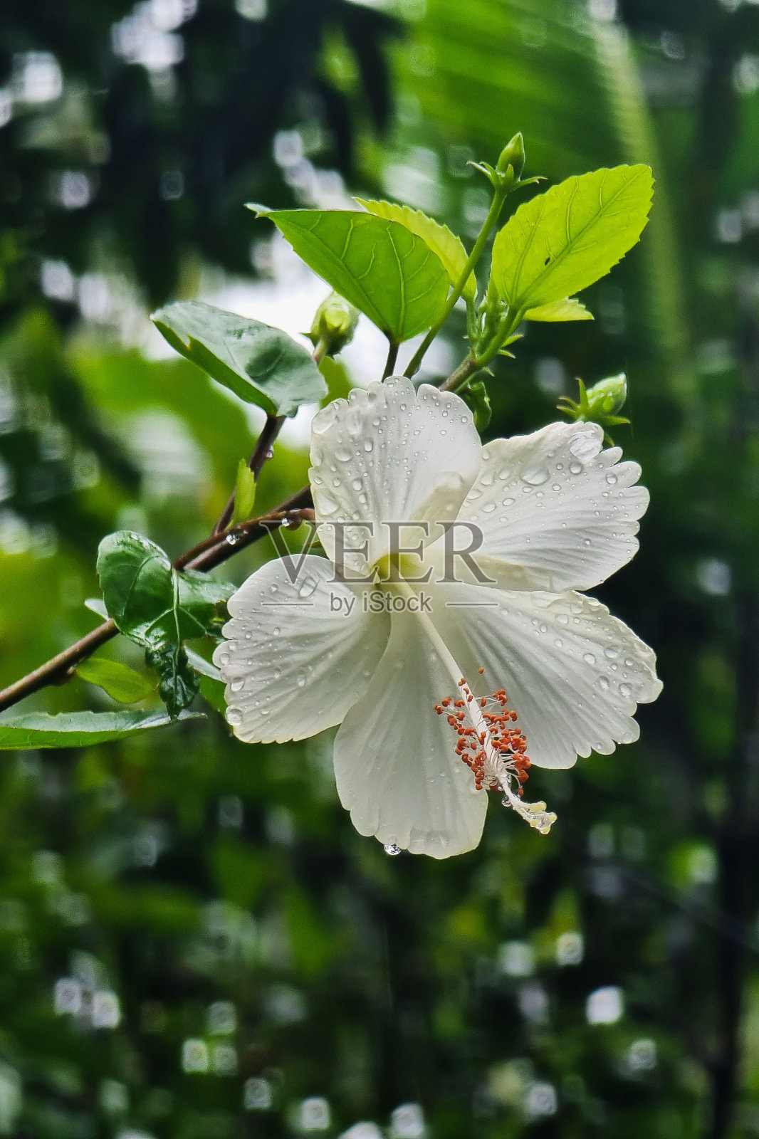 大自然中生长的美丽白花的特写镜头照片摄影图片