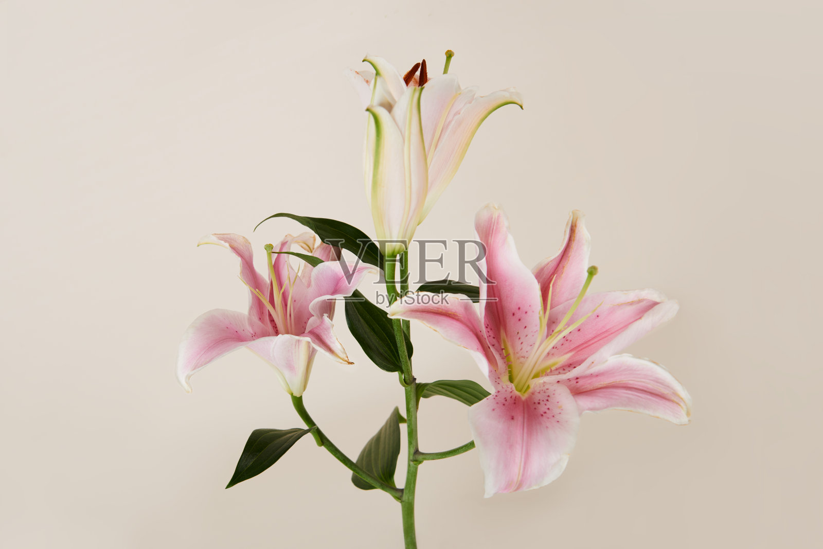 粉红色的百合孤立在米色的背景上照片摄影图片
