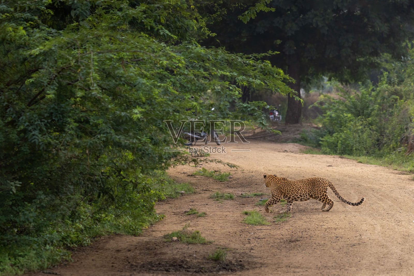 豹子在山谷中向绿色的森林走去照片摄影图片