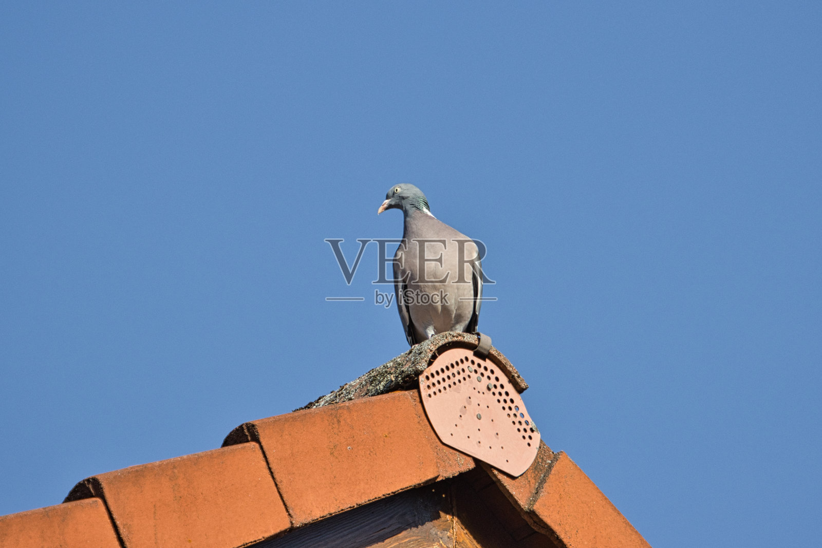 白天，一只普通的林鸽栖息在屋顶上的低角度镜头照片摄影图片