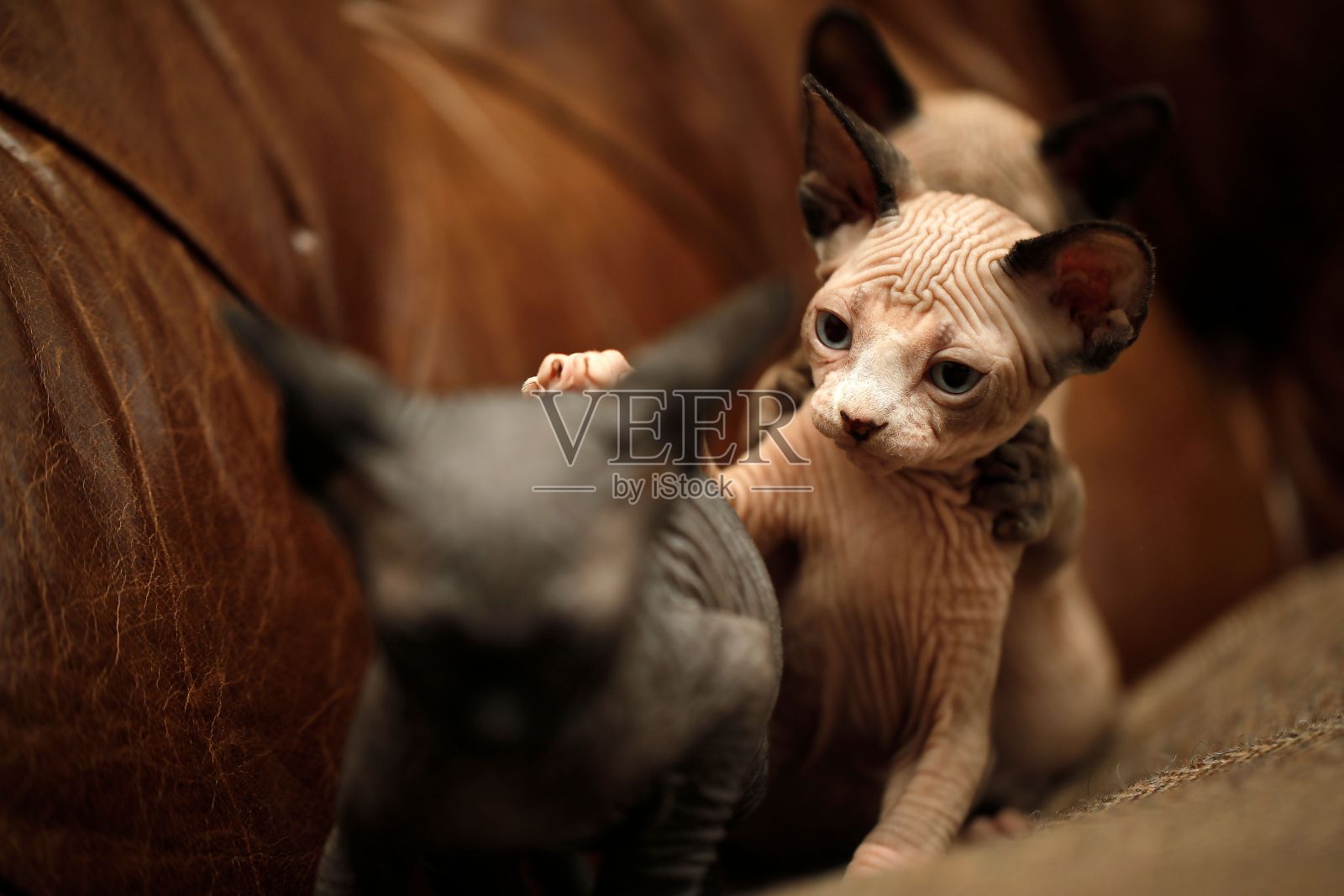 棕色沙发上一只可爱的斯芬克斯猫的选择性聚焦镜头照片摄影图片