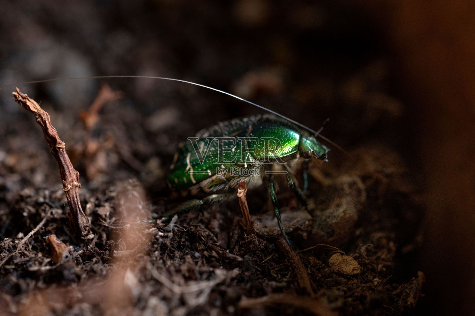 花园土壤中的华丽玫瑰甲虫。照片摄影图片