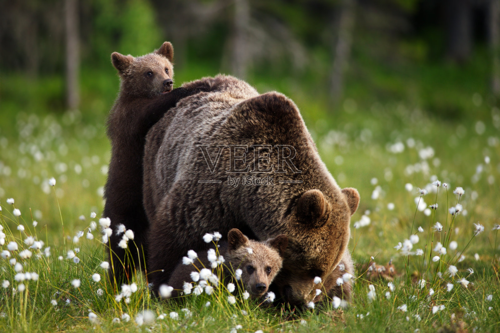在芬兰的森林里，一只灰熊和它的孩子们在野花上的特写镜头照片摄影图片
