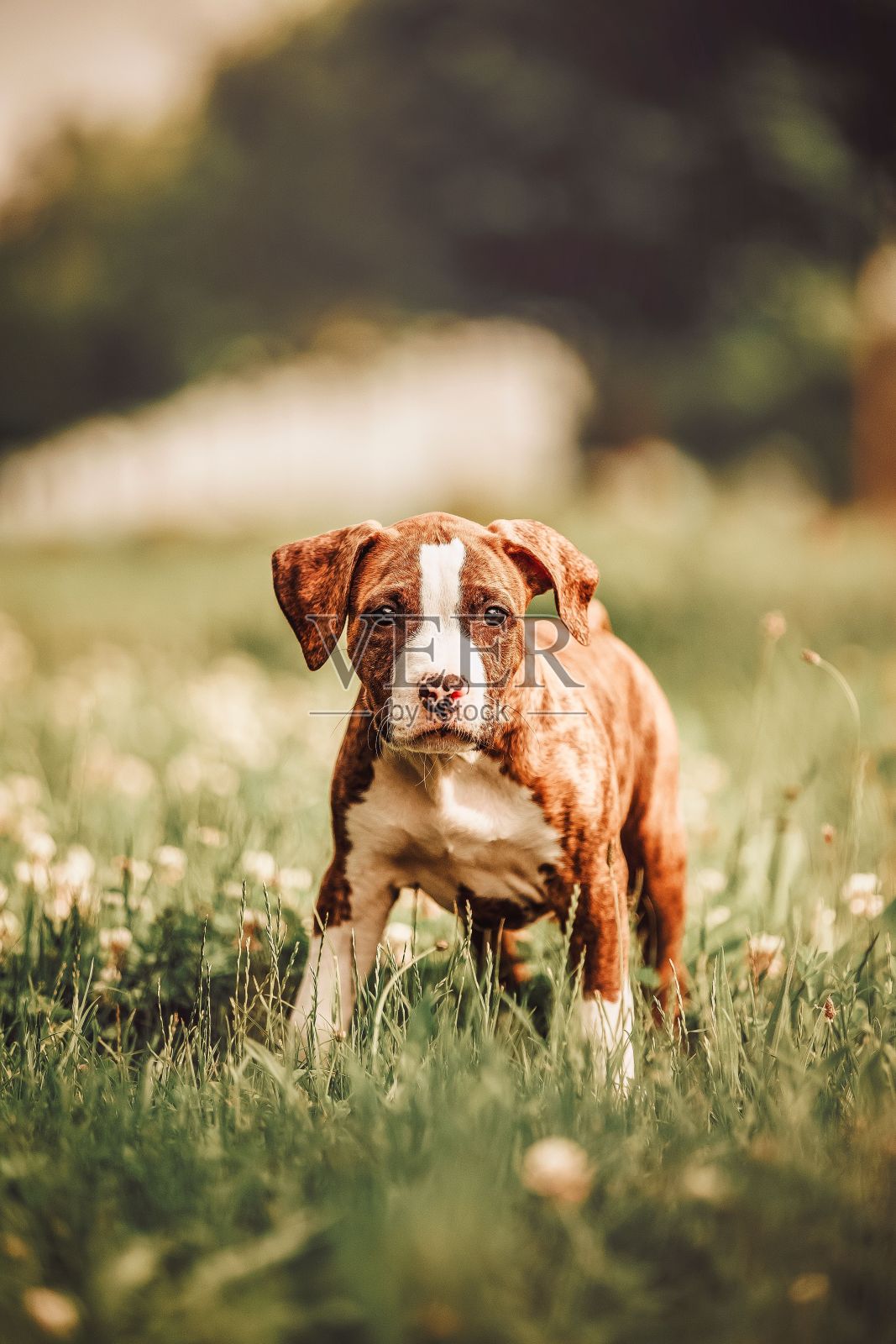 阳光明媚的日子里，一只美国斯塔福德郡梗犬的照片照片摄影图片