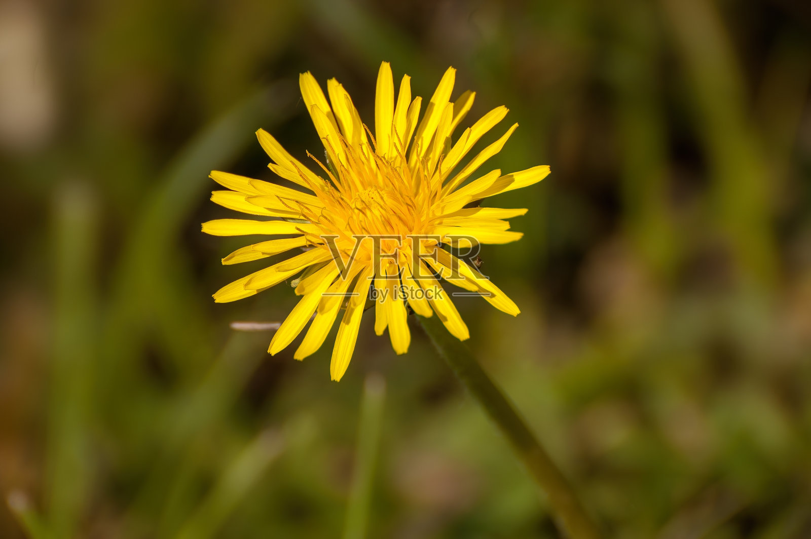 蒲公英的选择性聚焦镜头照片摄影图片