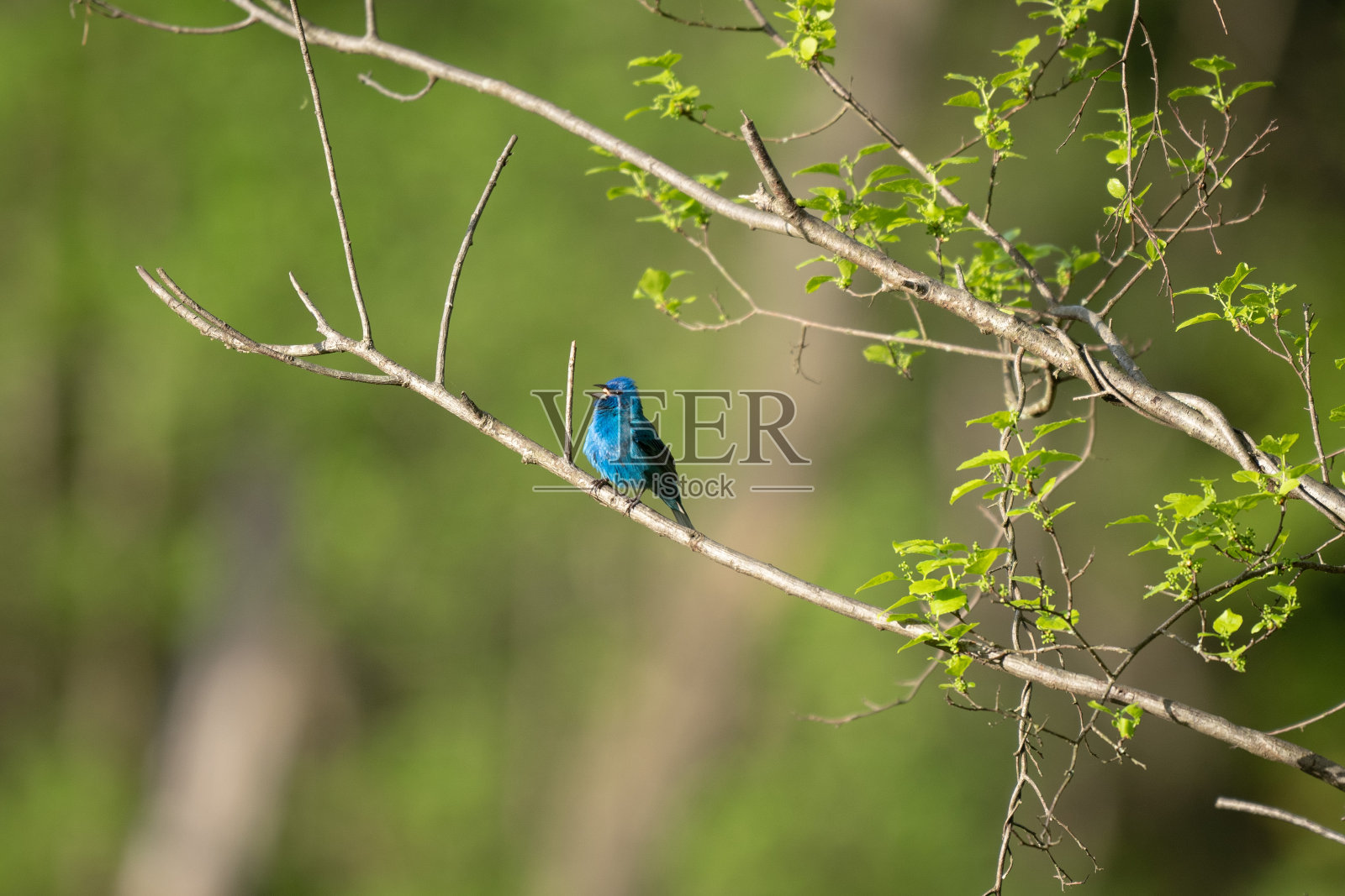 一个美丽的蓝靛彩旗鸟栖息在树枝上的选择性聚焦镜头照片摄影图片