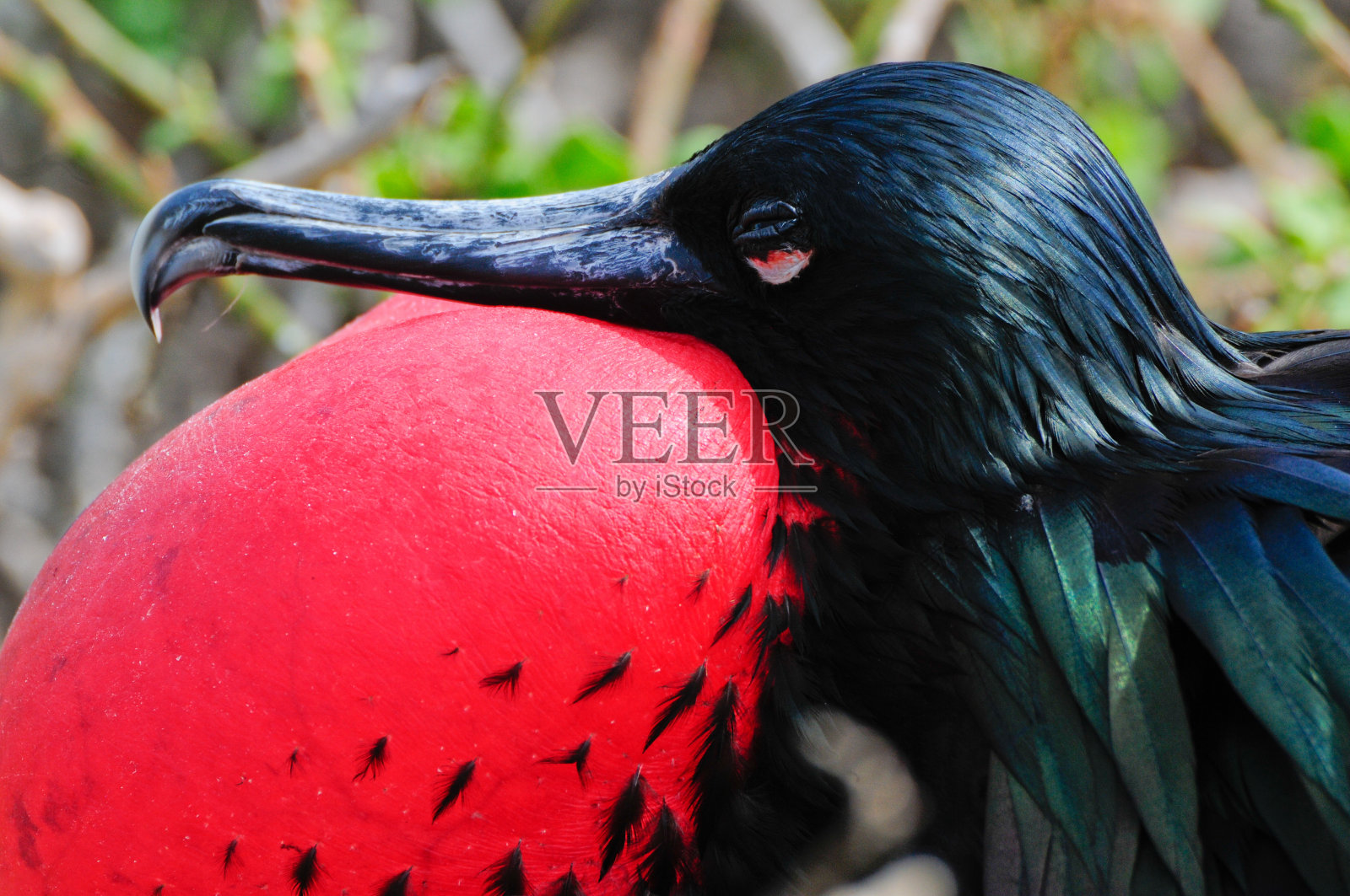 红喉军舰鸟照片摄影图片