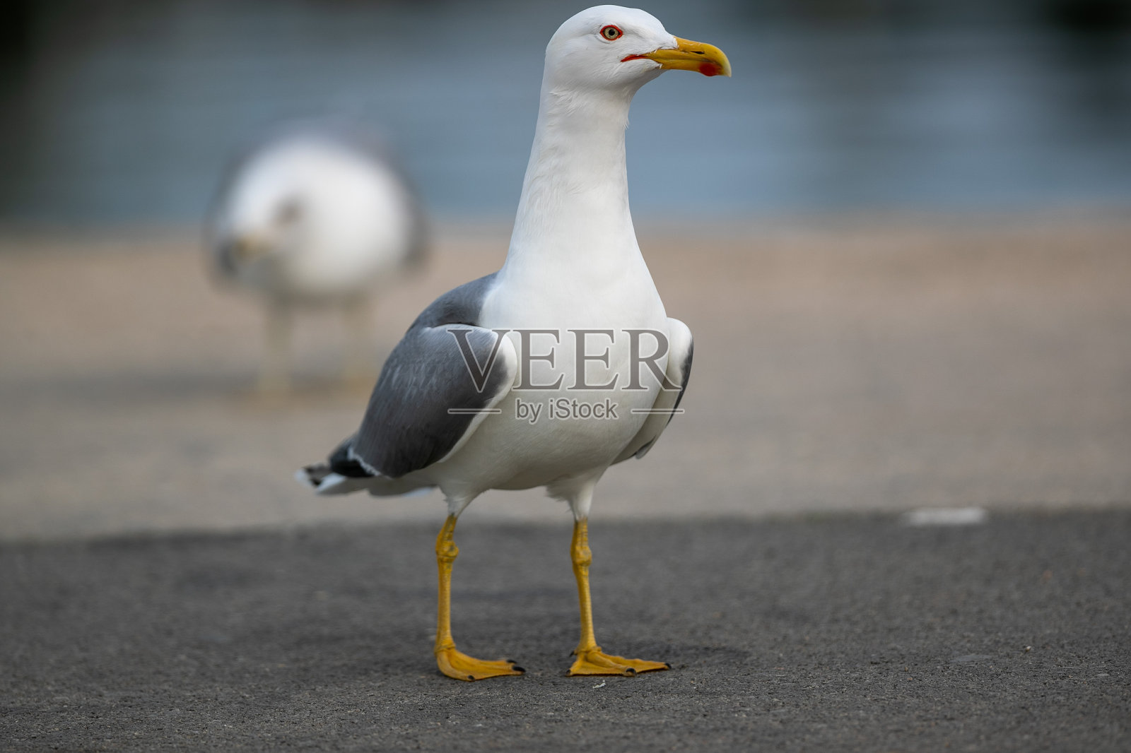 公园里湖边的海鸥照片摄影图片