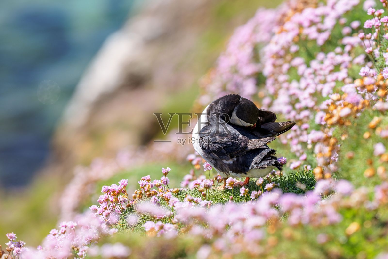 可爱的大西洋海雀(北极海雀)在一个阳光灿烂的日子里在模糊的海洋背景上休息照片摄影图片