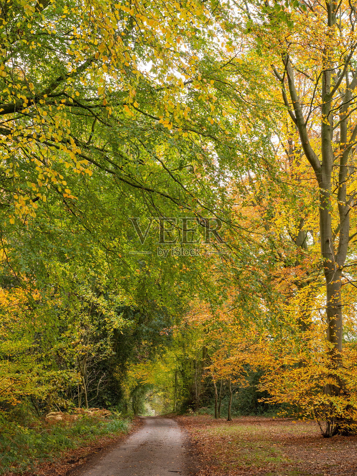 秋天的林地漫步在英国柴郡阿利的树林中照片摄影图片