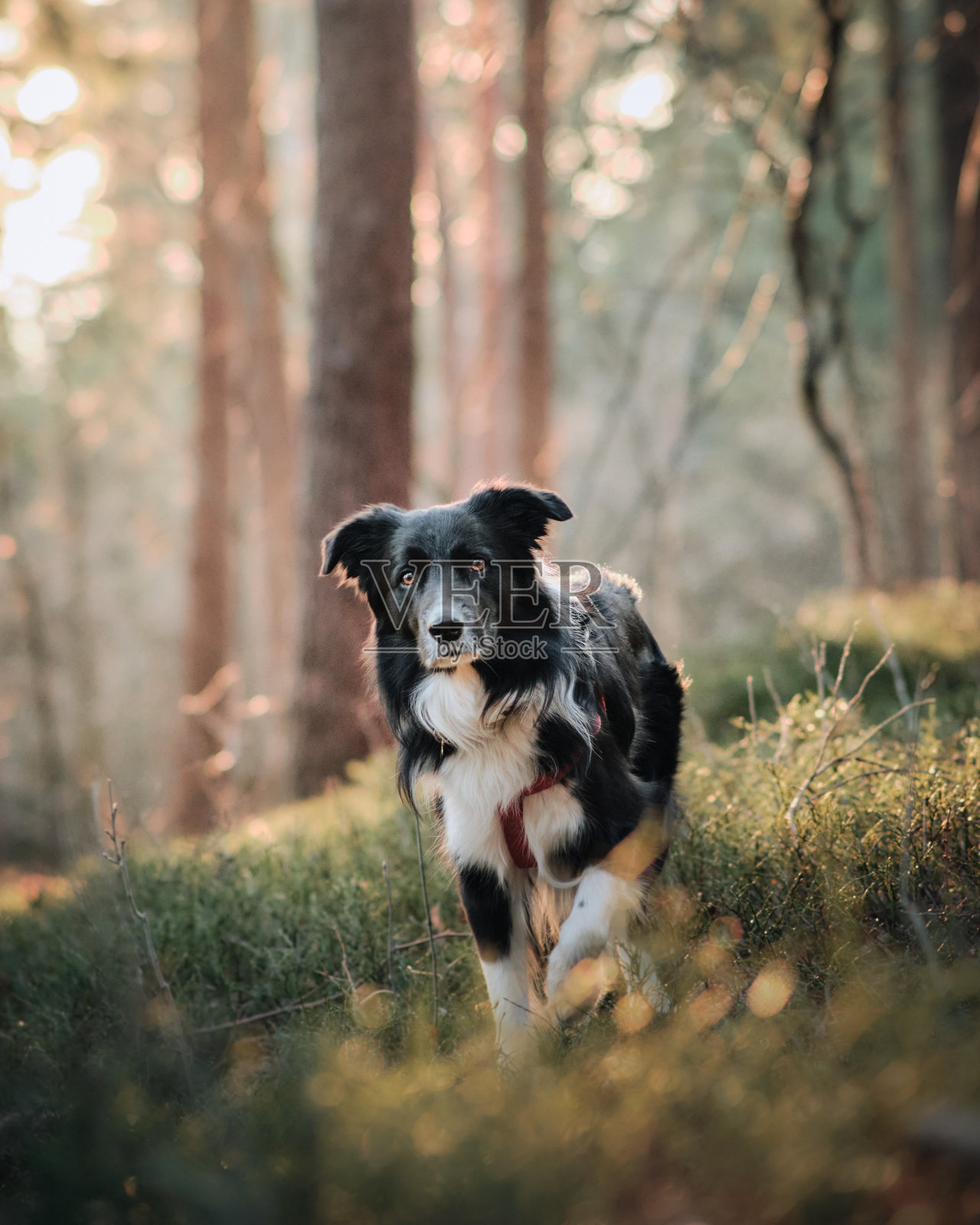 森林中边境牧羊犬的选择性聚焦镜头照片摄影图片