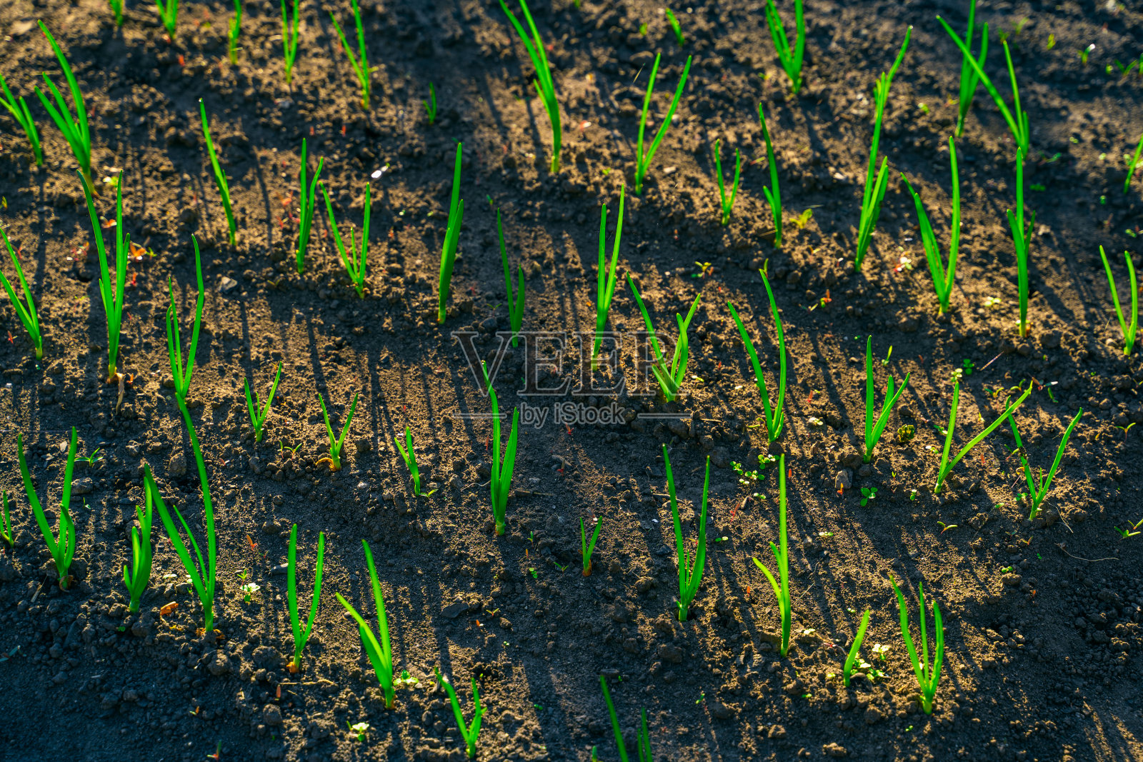 近景下的花圃里生长着青葱幼苗照片摄影图片
