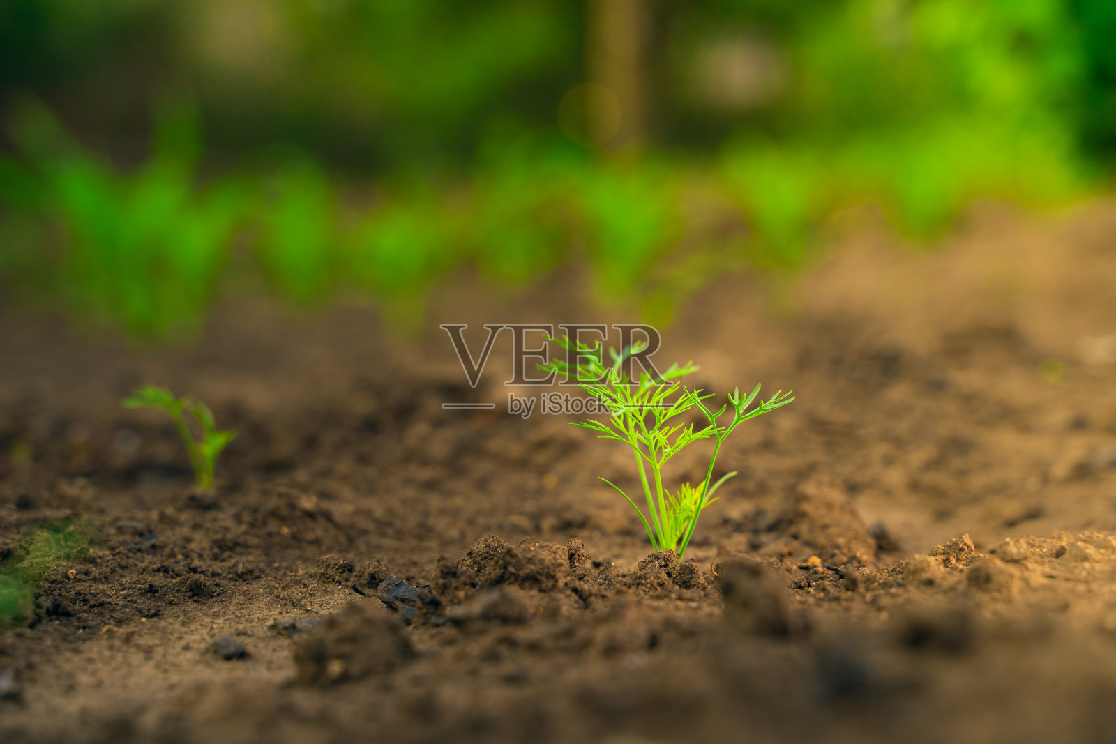 胡萝卜的第一个芽在土壤中生长。在家里的花园里种蔬菜照片摄影图片