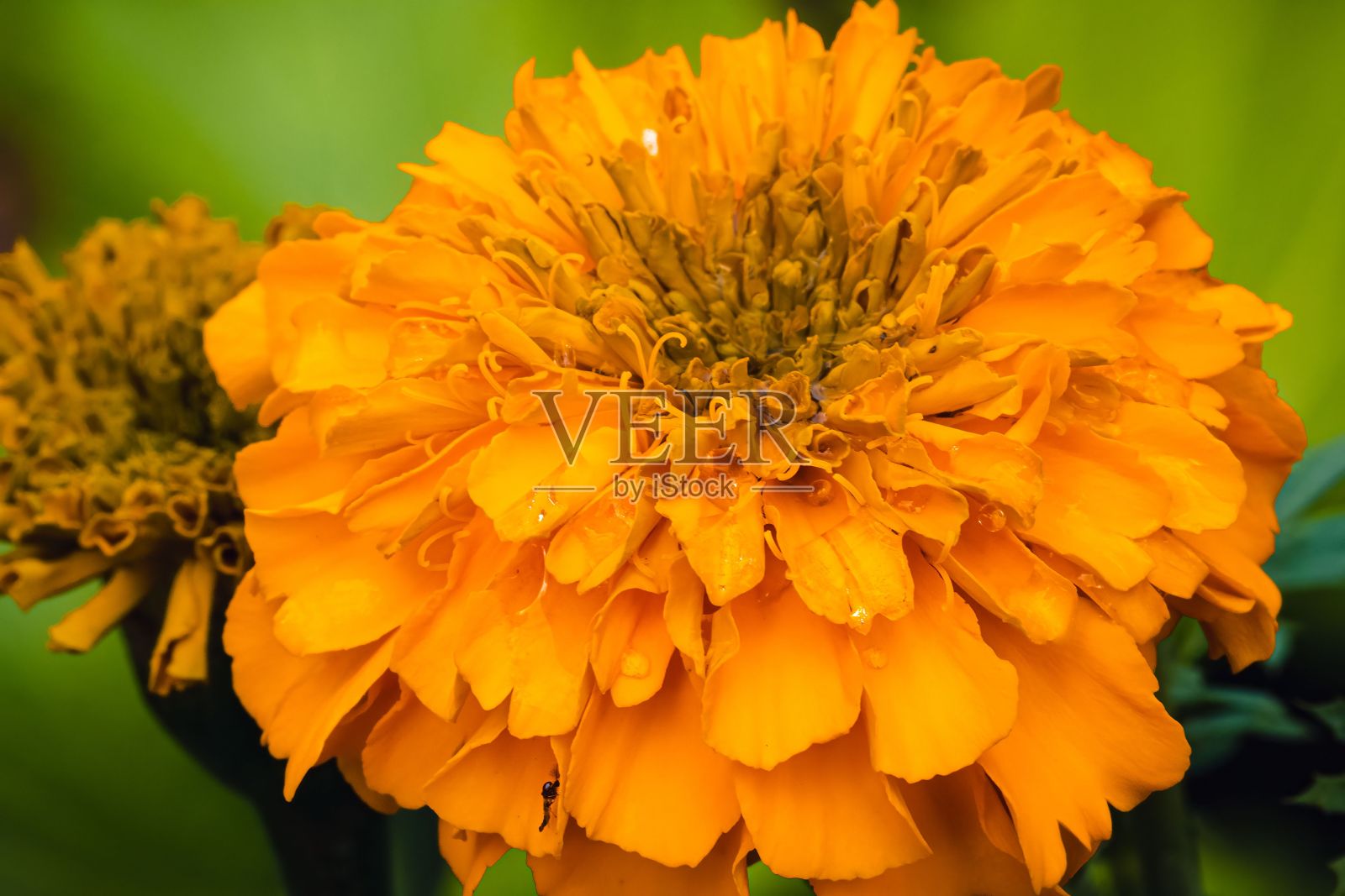 一个黄色的金盏花在阳光下的田野与模糊的背景特写照片摄影图片