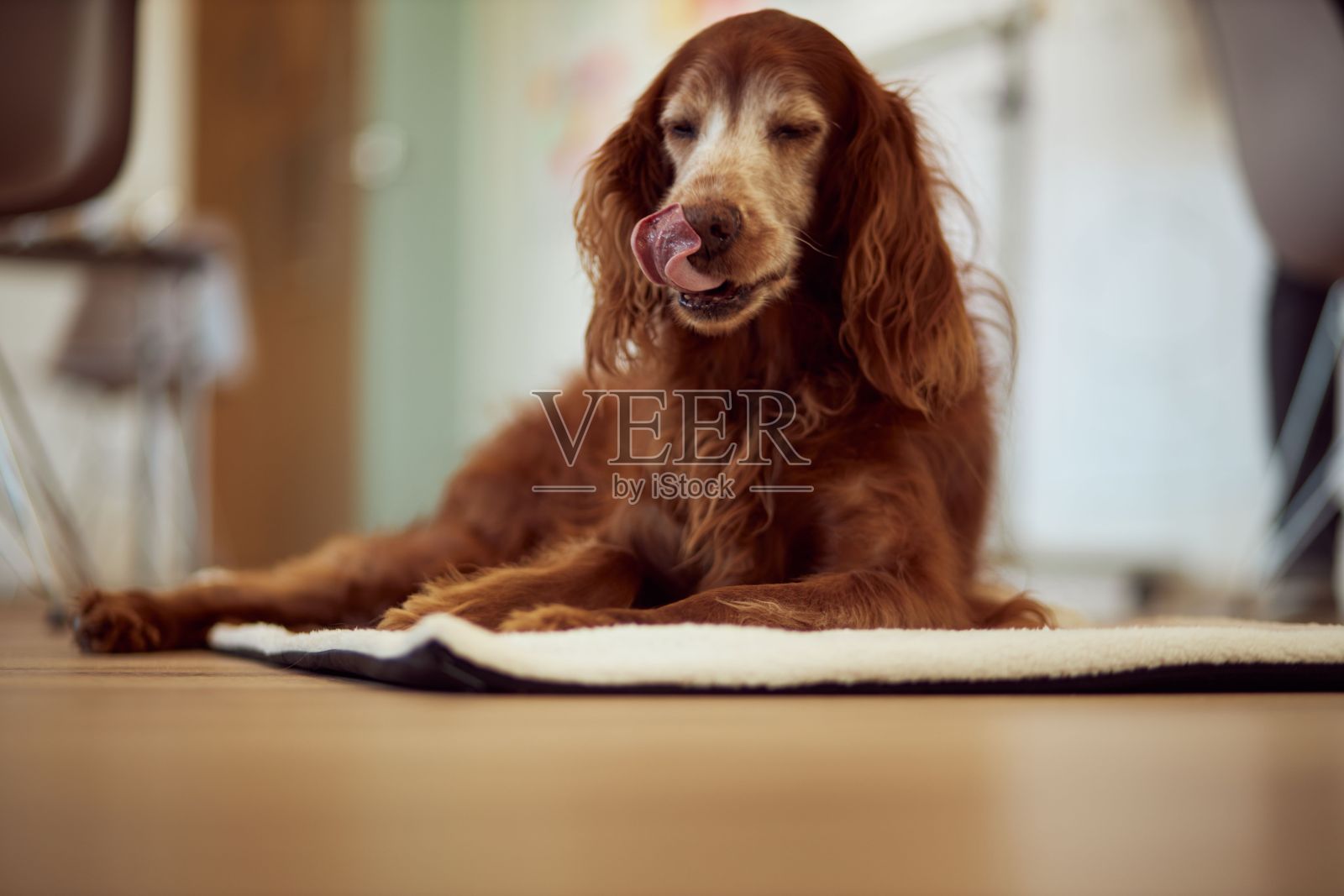 一张可爱的爱尔兰塞特犬的照片，背景模糊，躺在地板上照片摄影图片