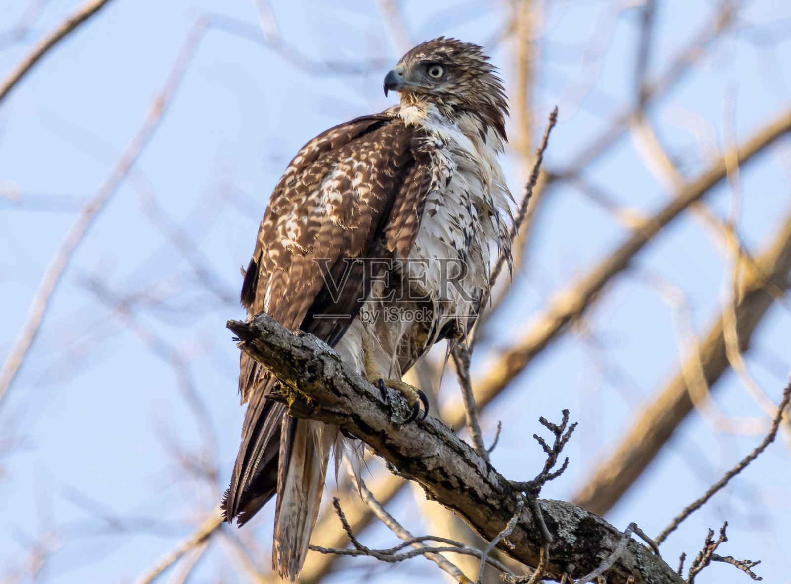 特写的红尾鹰栖息在阳光下，落叶树枝清晰的天空背景照片摄影图片