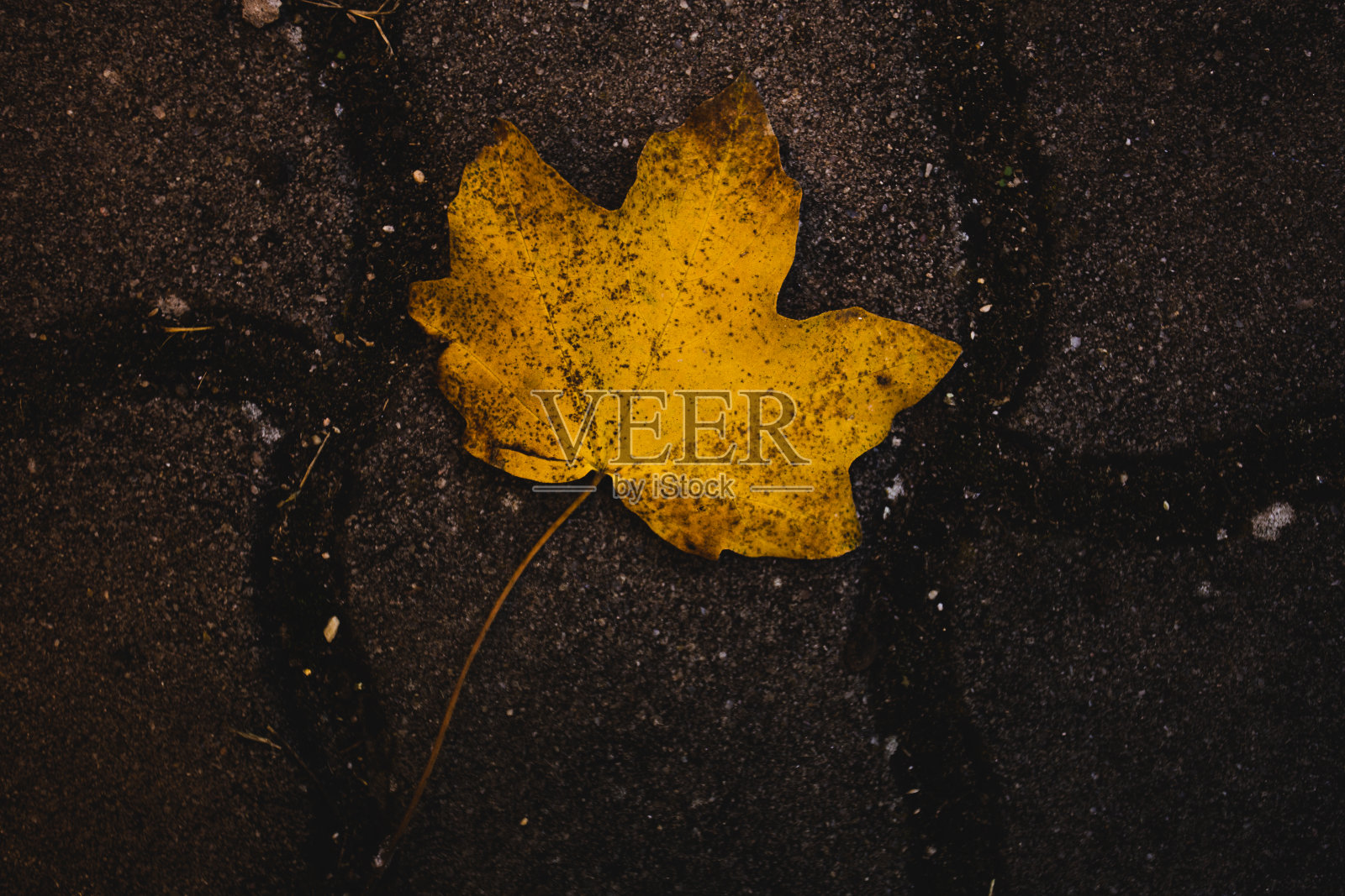 深色背景上的单片黄色叶子。照片摄影图片