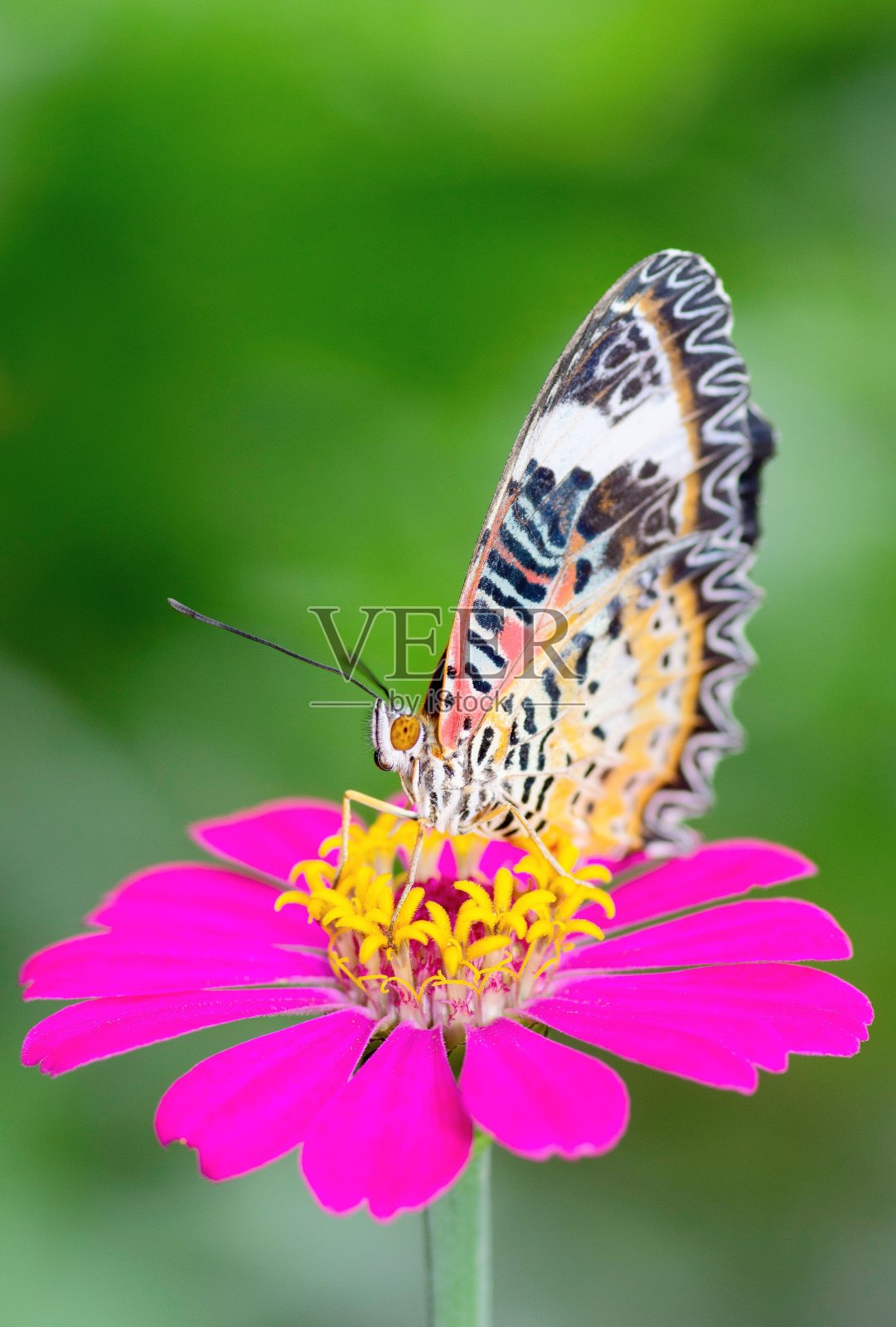 蝴蝶喝粉色花朵的汁液——动物行为。照片摄影图片