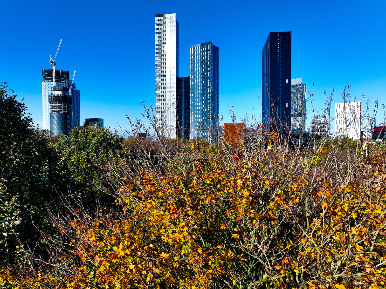 在曼彻斯特城市中心的林木线上方照片摄影图片