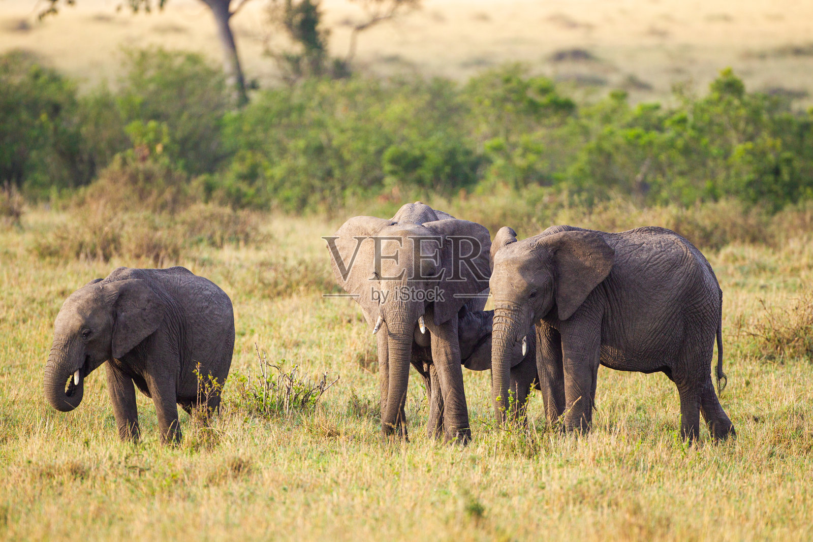 肯尼亚马赛马拉开阔的大草原上，小象在保护区吃草照片摄影图片