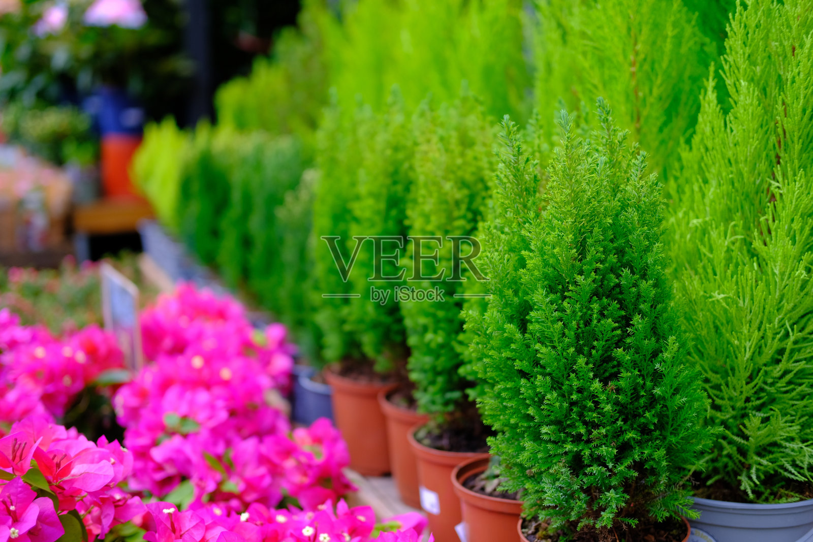 绿树红花照片摄影图片