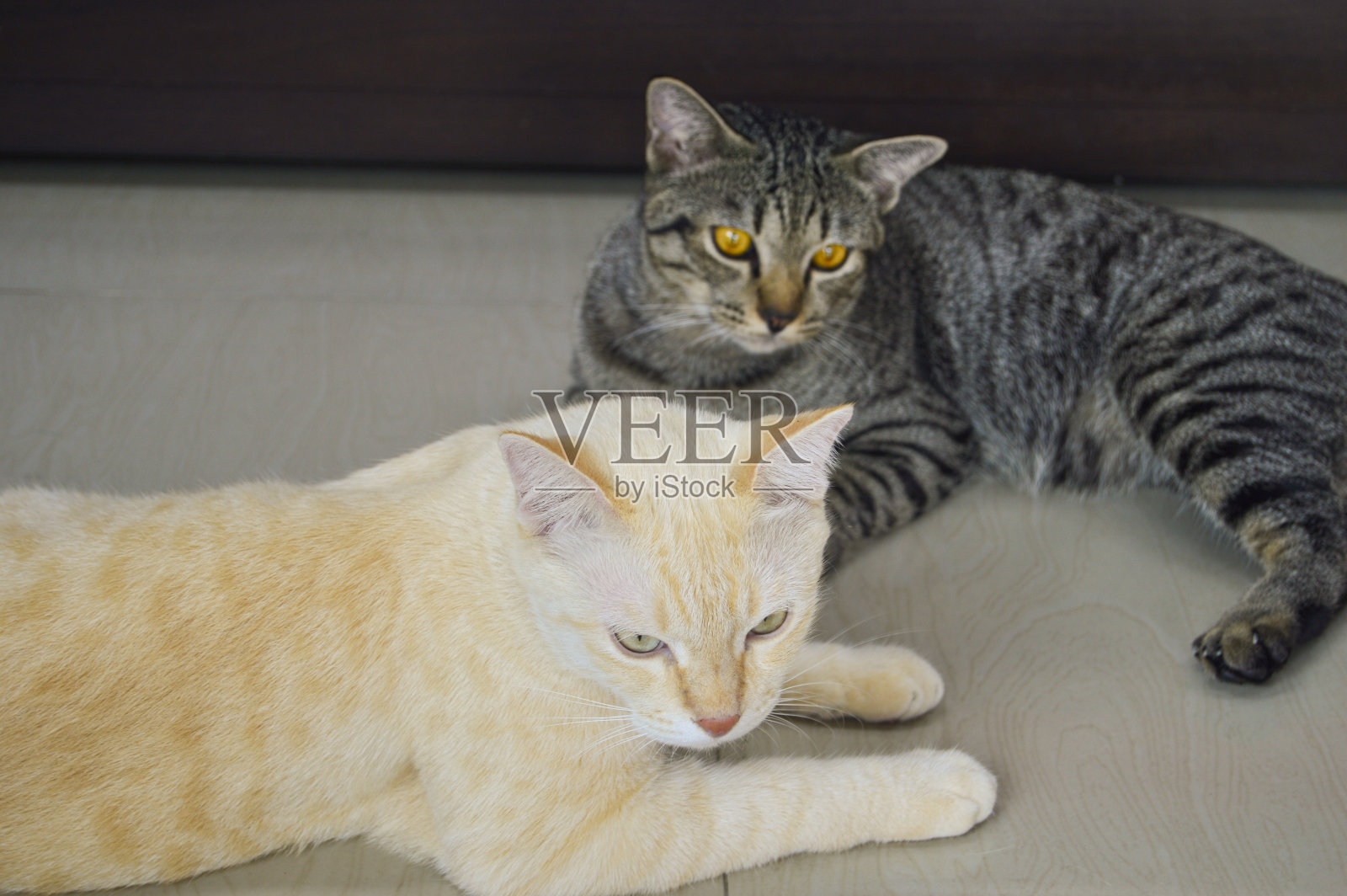 猫是和狗一样受欢迎的宠物，猫是躺着的。照片摄影图片