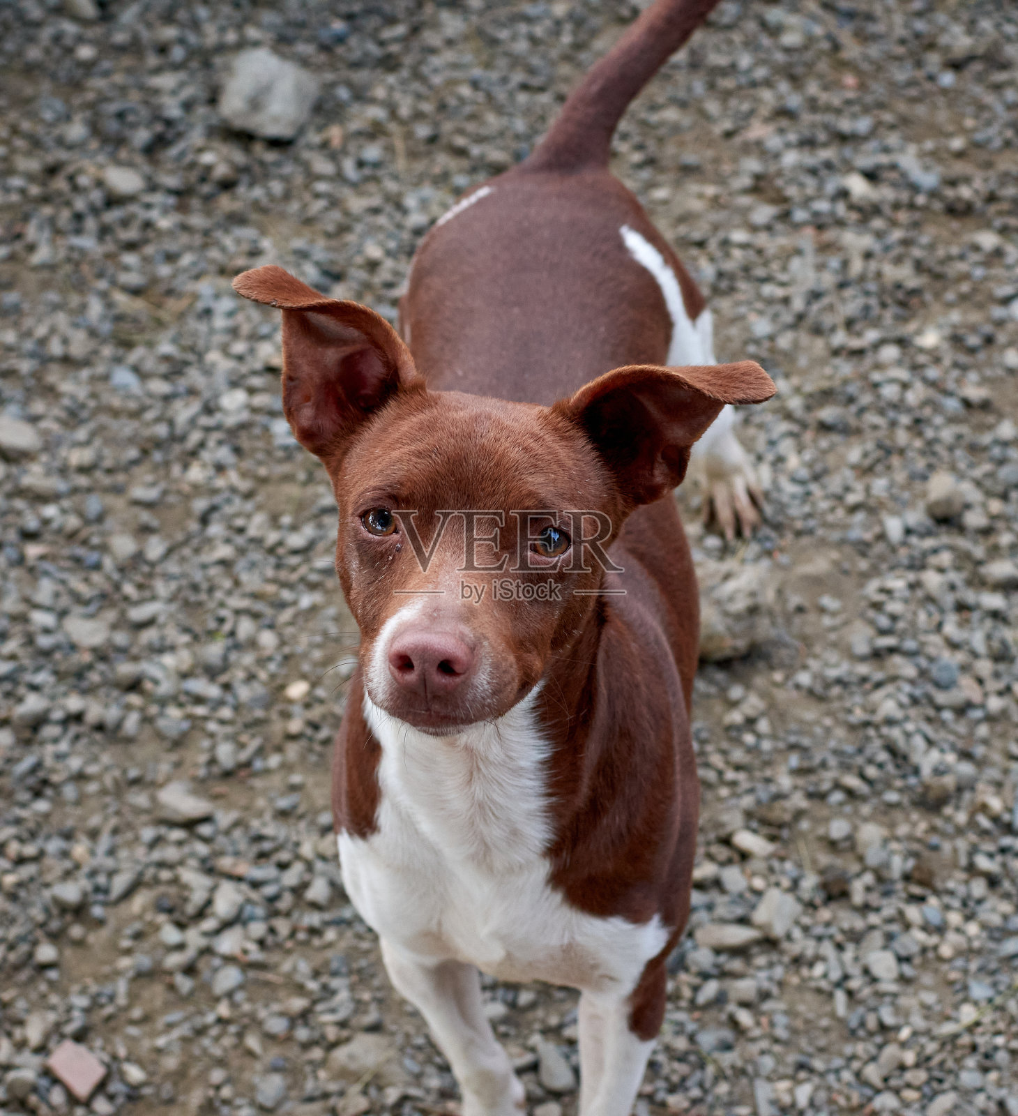 一个可爱的白色和棕色的鼠梗狗特写照片摄影图片