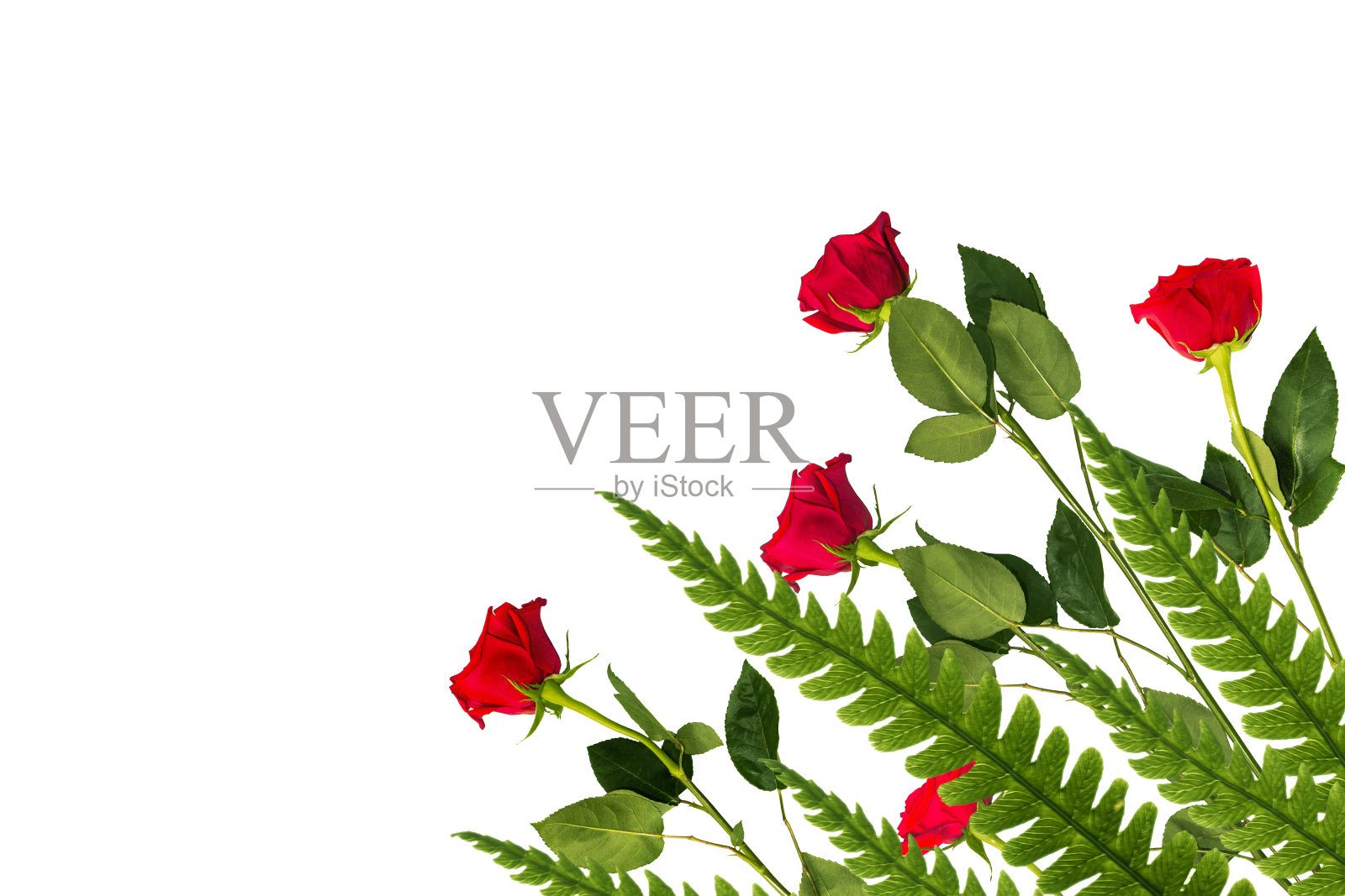 白色背景下的五朵红玫瑰。花的背景照片摄影图片
