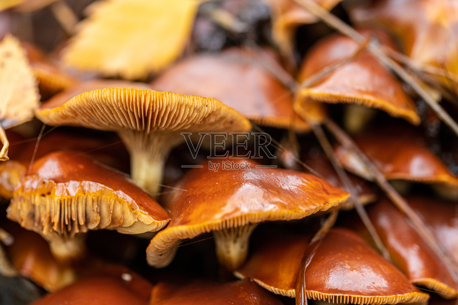 乳杆菌柔和乳帽蘑菇群集..照片摄影图片