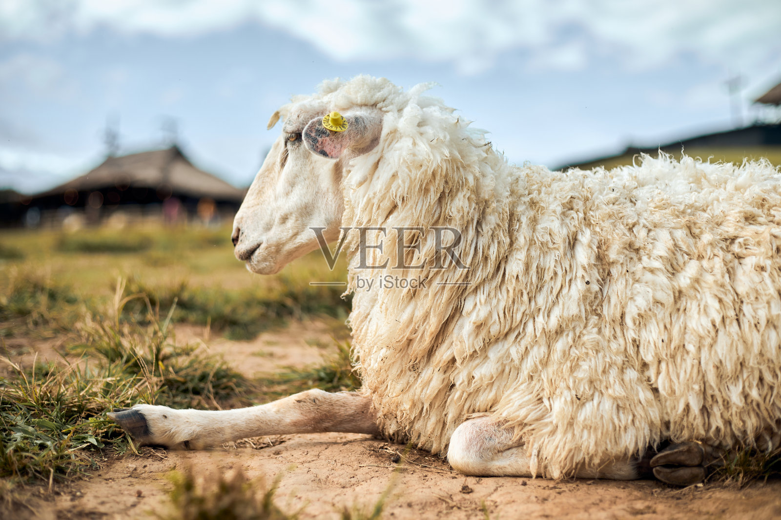 山上的羊照片摄影图片