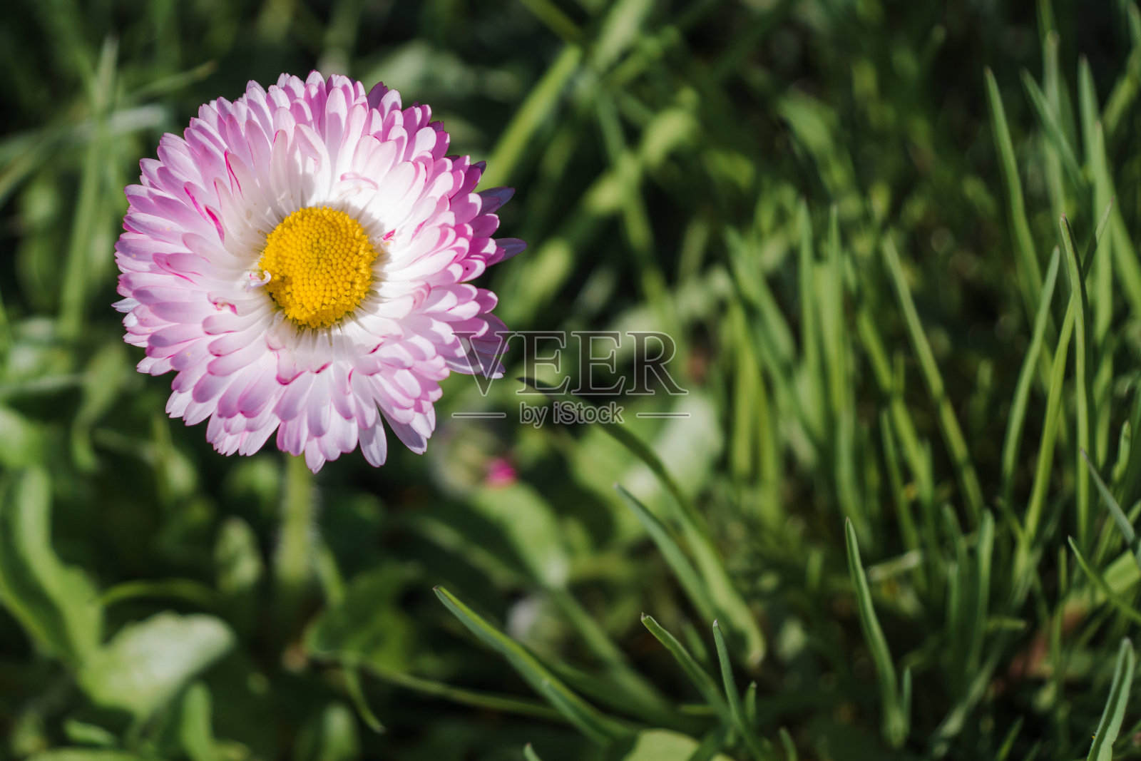 绿草上的雏菊。雏菊或月桂花的头在绿色模糊的背景与空间的文字照片摄影图片