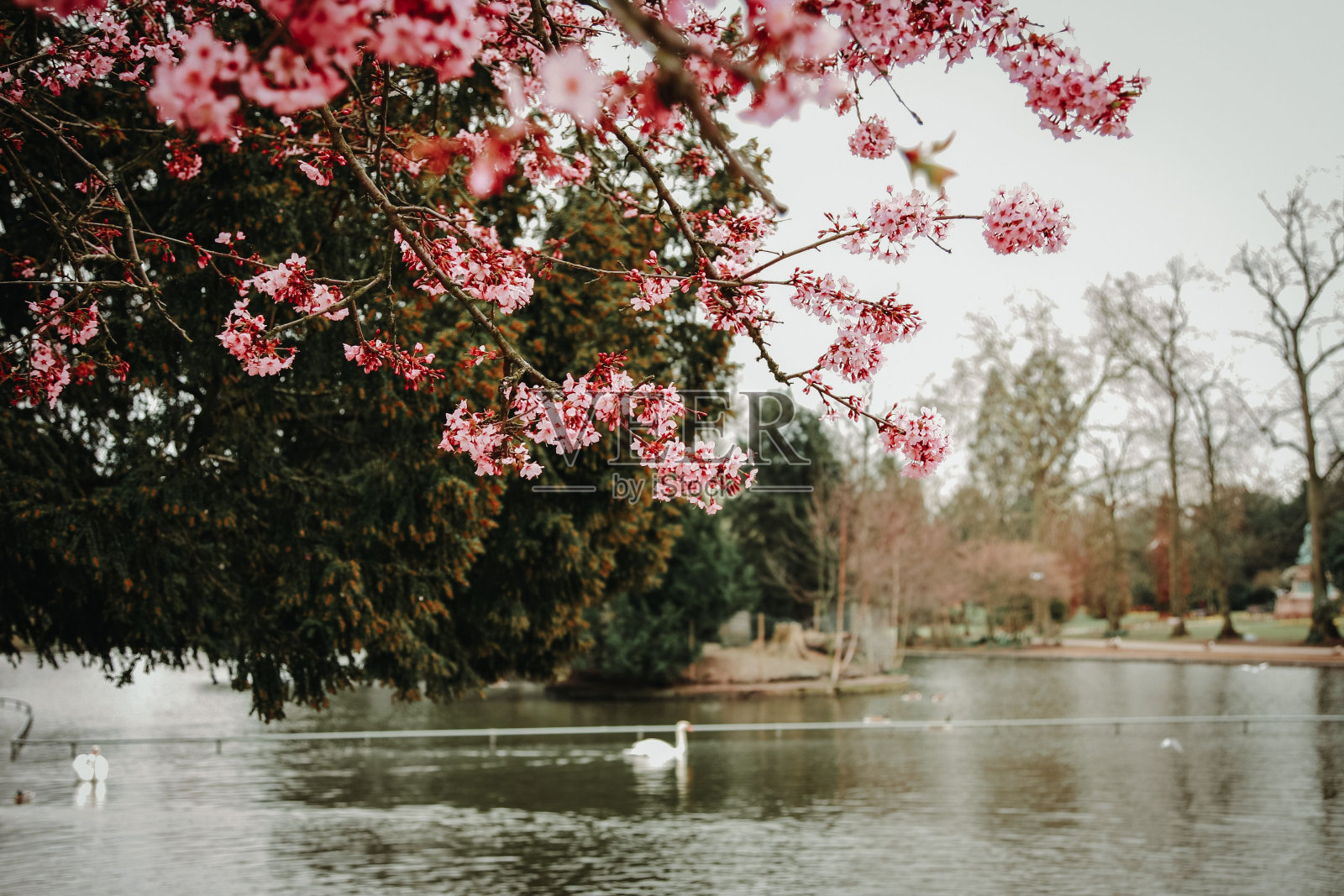英国的自然风光照片摄影图片