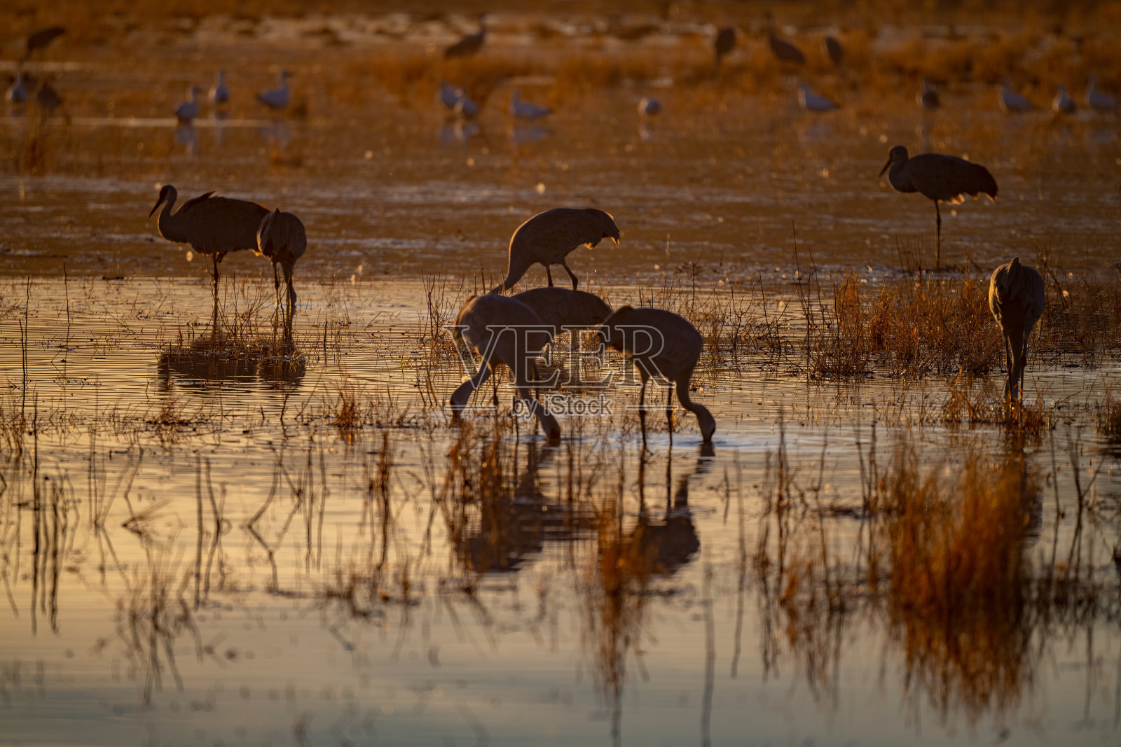 黄昏时分，美国新墨西哥州南部博斯克德尔阿帕奇野生动物保护区，沙丘鹤在沼泽的浅水中寻找它们最爱的食物照片摄影图片