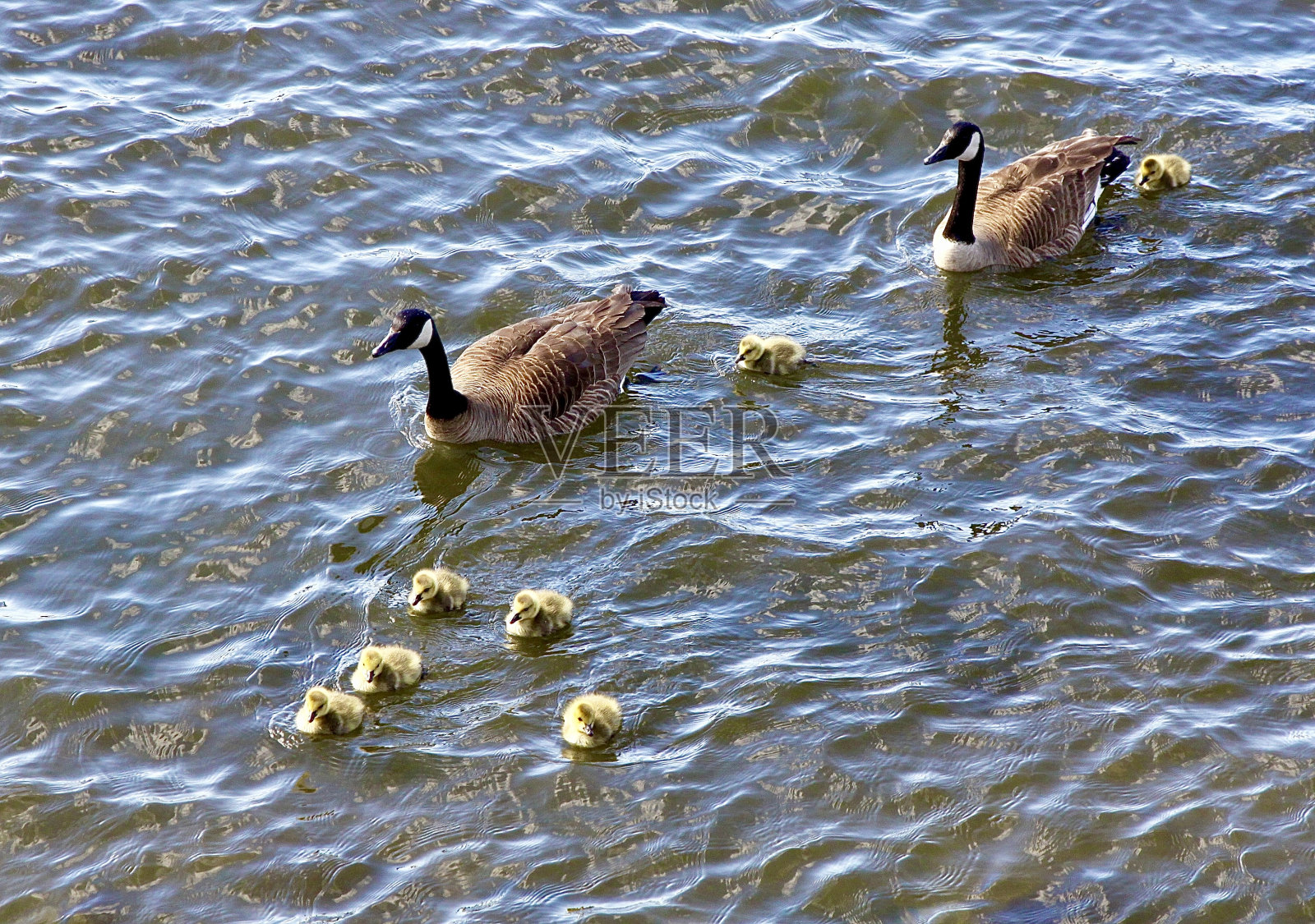 两只鹅和它们的孩子照片摄影图片