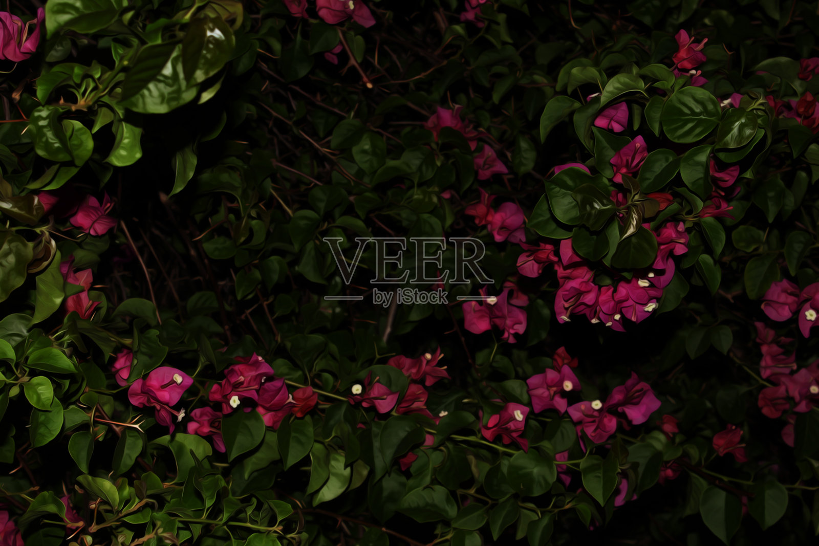 粉色三角梅花照片摄影图片