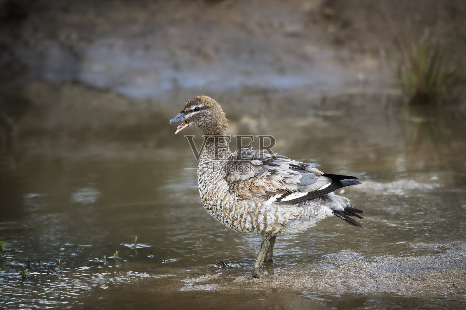 澳洲木鸭(澳洲木鸭)照片摄影图片