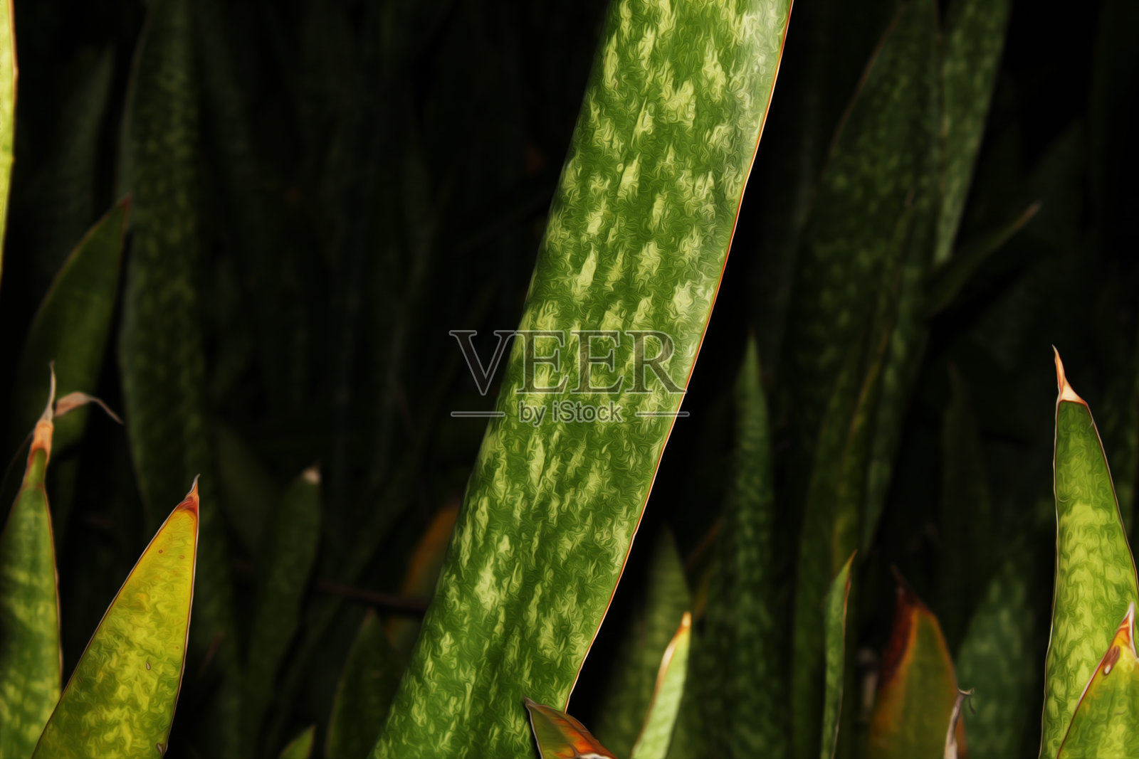 黑金蛇(D. trifasciata ' Black Gold照片摄影图片