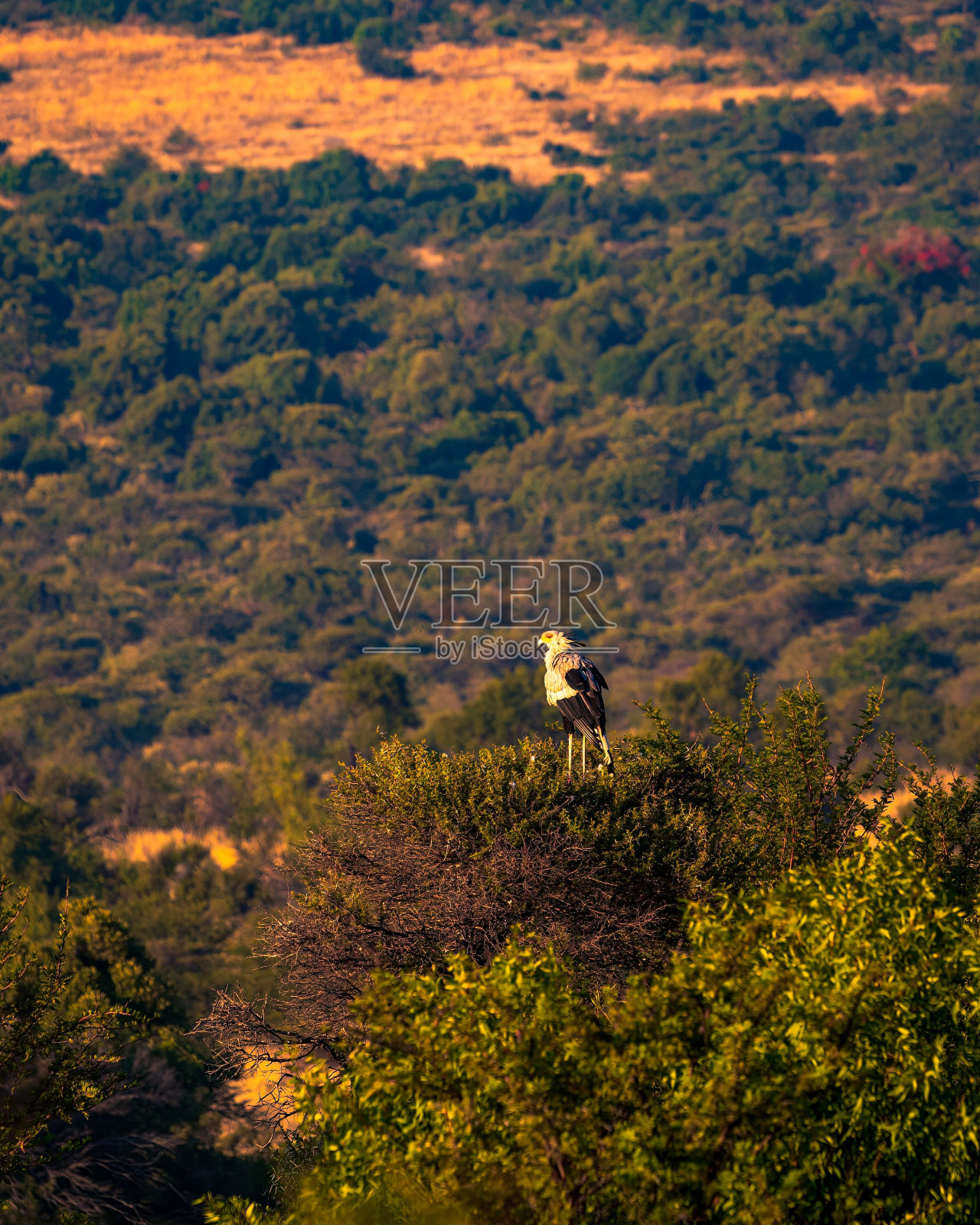 在南非的兰斯堡国家公园，一只秘书鸟的垂直镜头。照片摄影图片