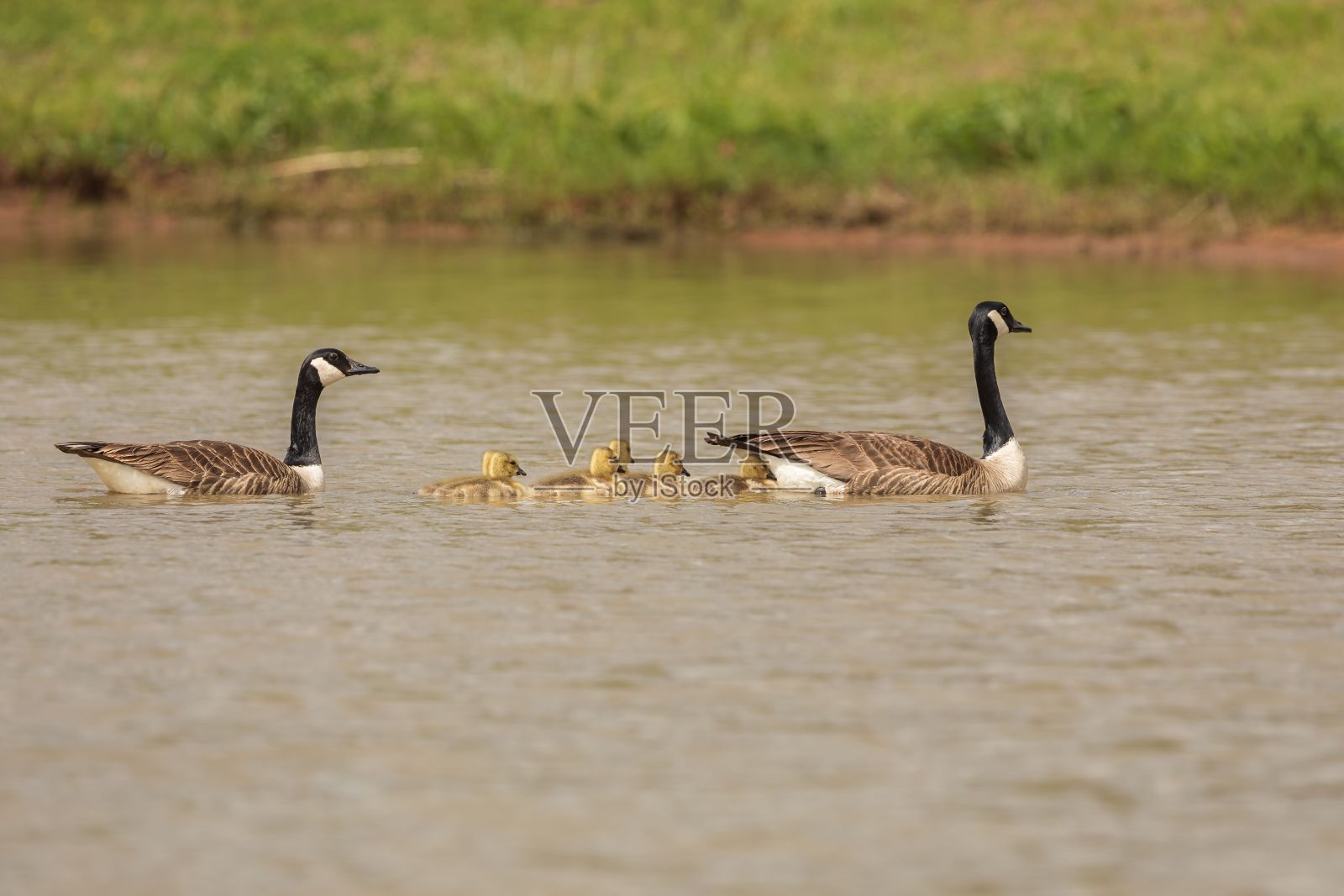 两只加拿大大雁带着小鹅在湖上游泳照片摄影图片