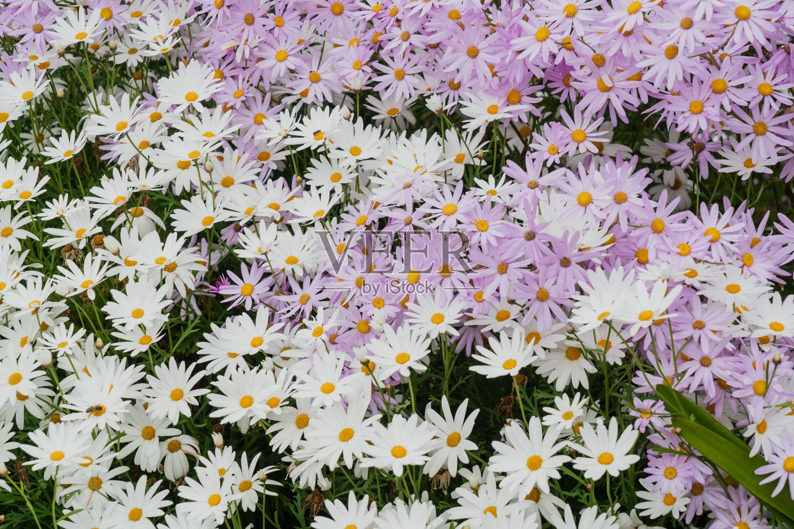 美丽的景色，紫色和白色的菊花盛开在花园里照片摄影图片