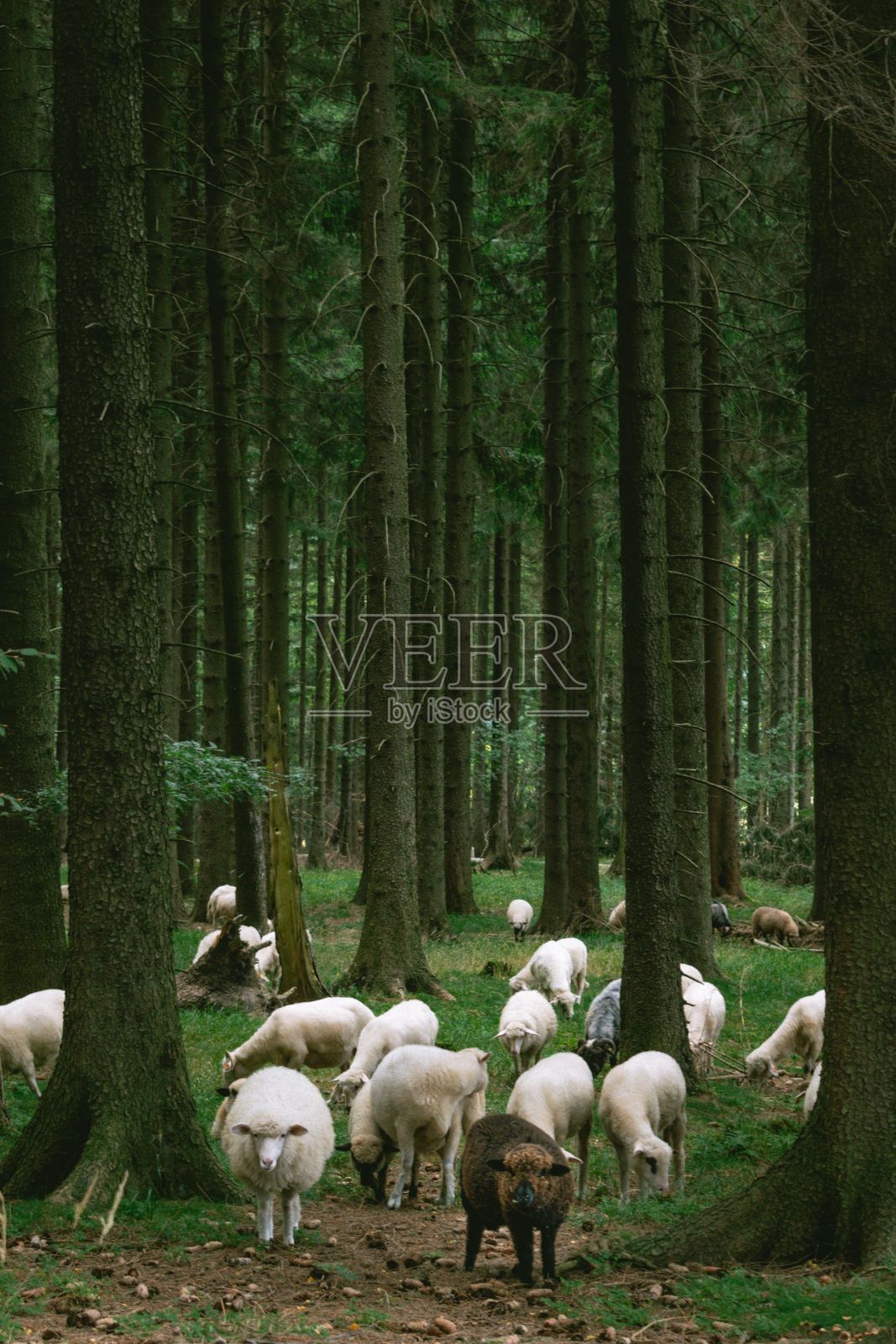 垂直拍摄森林里的一群羊照片摄影图片