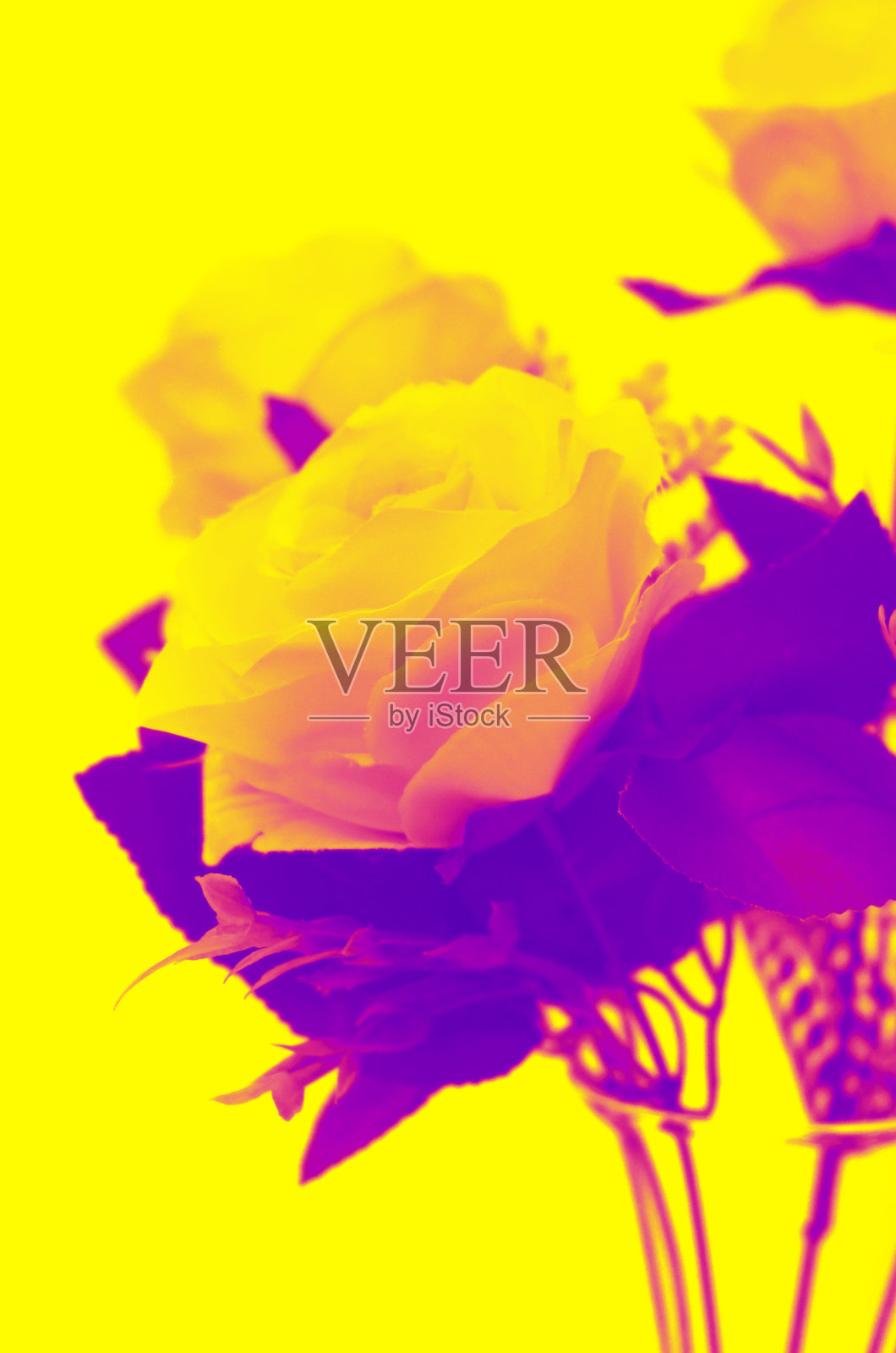 创意艺术的黄紫粉色玫瑰花。仙女夏天异国情调的概念。梦幻大气的心情。色调渐变图像照片摄影图片