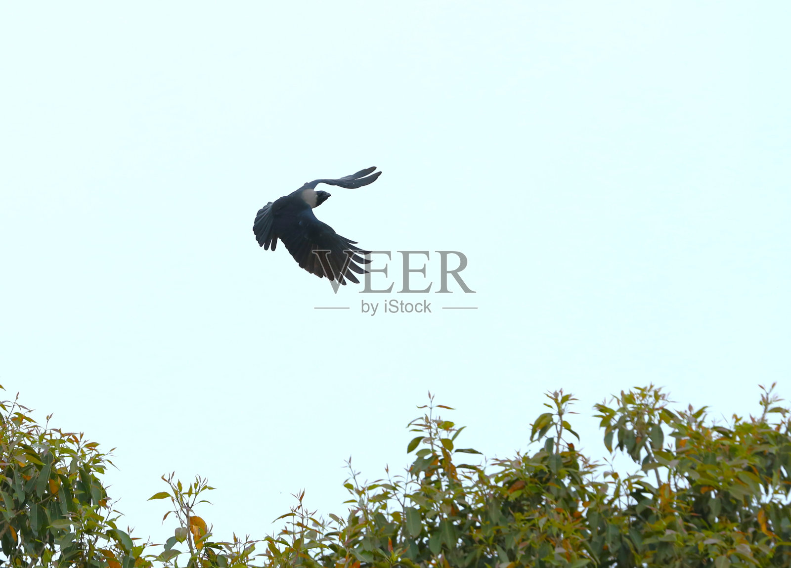 乌鸦照片摄影图片