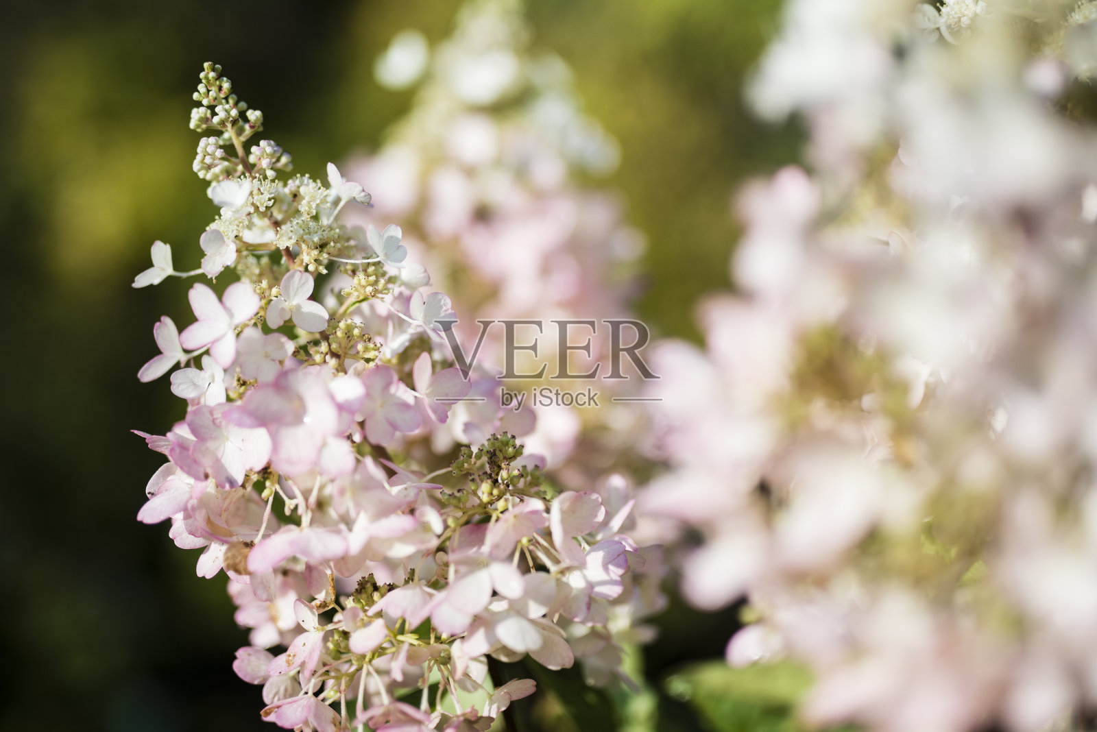 粉红色的花照片摄影图片