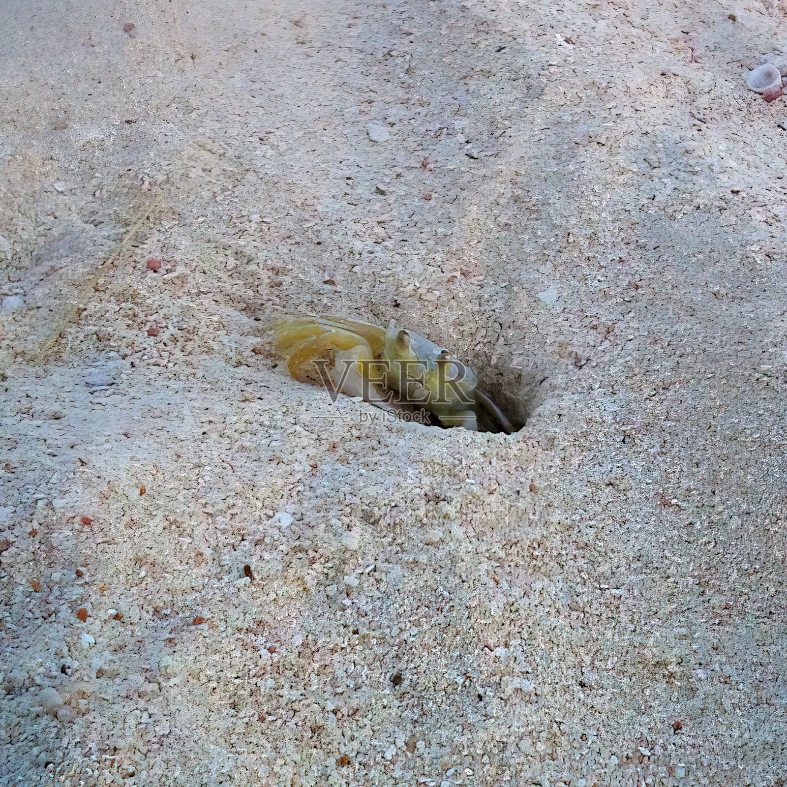 《巴巴多斯海滩上的蜘蛛照片摄影图片