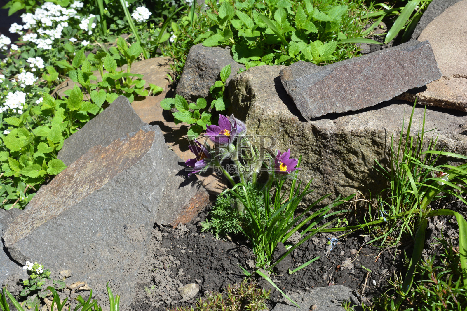 美丽的植物白头翁，pasququflower, Rubra pulatlla vulgaris变种与紫罗兰花和野生岩石。照片摄影图片