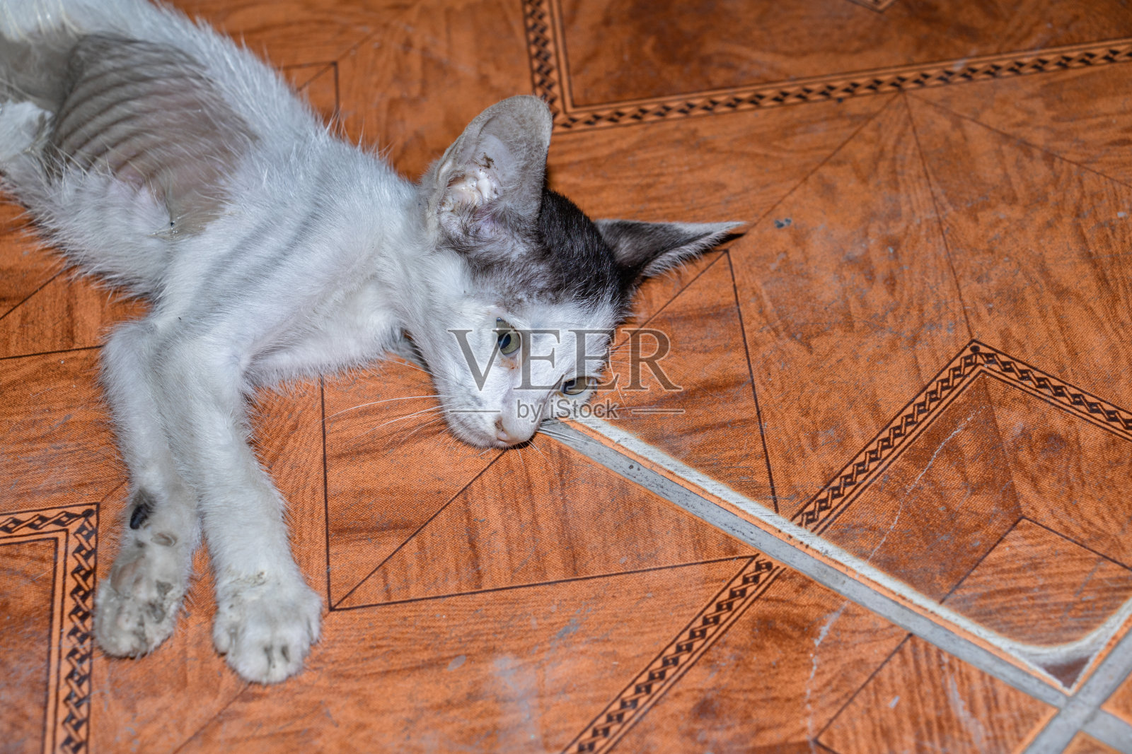 躺在地板上生病且不健康的幼猫照片摄影图片